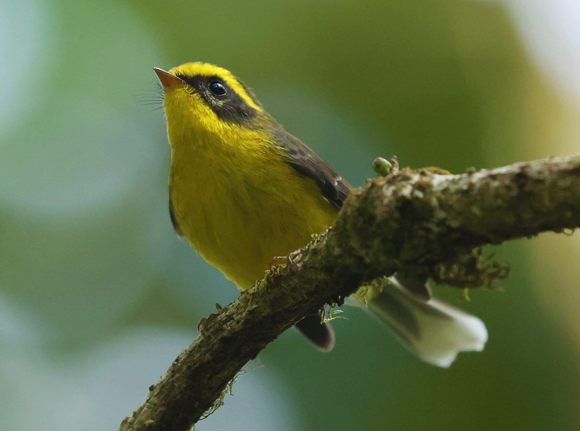 FANTAIL - YELLOW-BELLIED FAIRY-FANTAIL - Chelidorhynx hypoxanthus - DOI PHA HOM POK NP DOI LANG EAST FEB 2022 (21).jpg