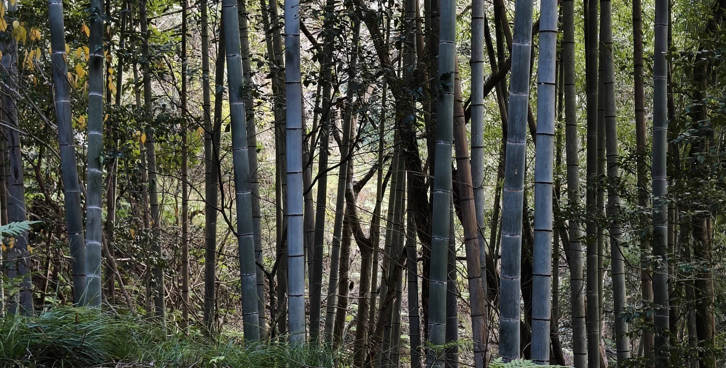 Takagawa Dam Lake Kagoshima Japan (4).jpg