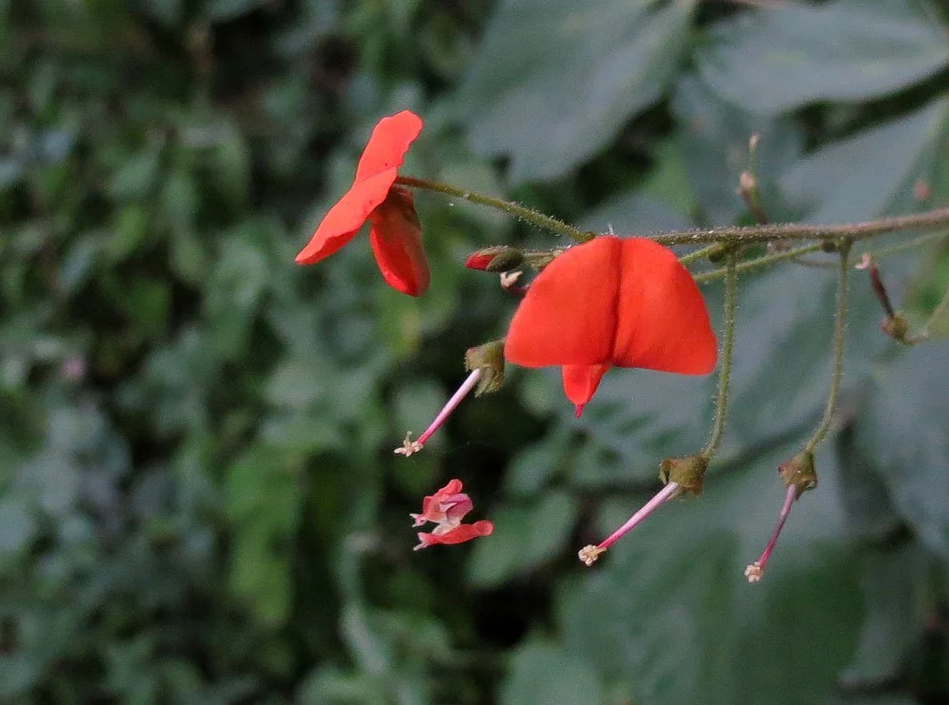RWENZORI NATIONAL PARK UGANDA (26).JPG