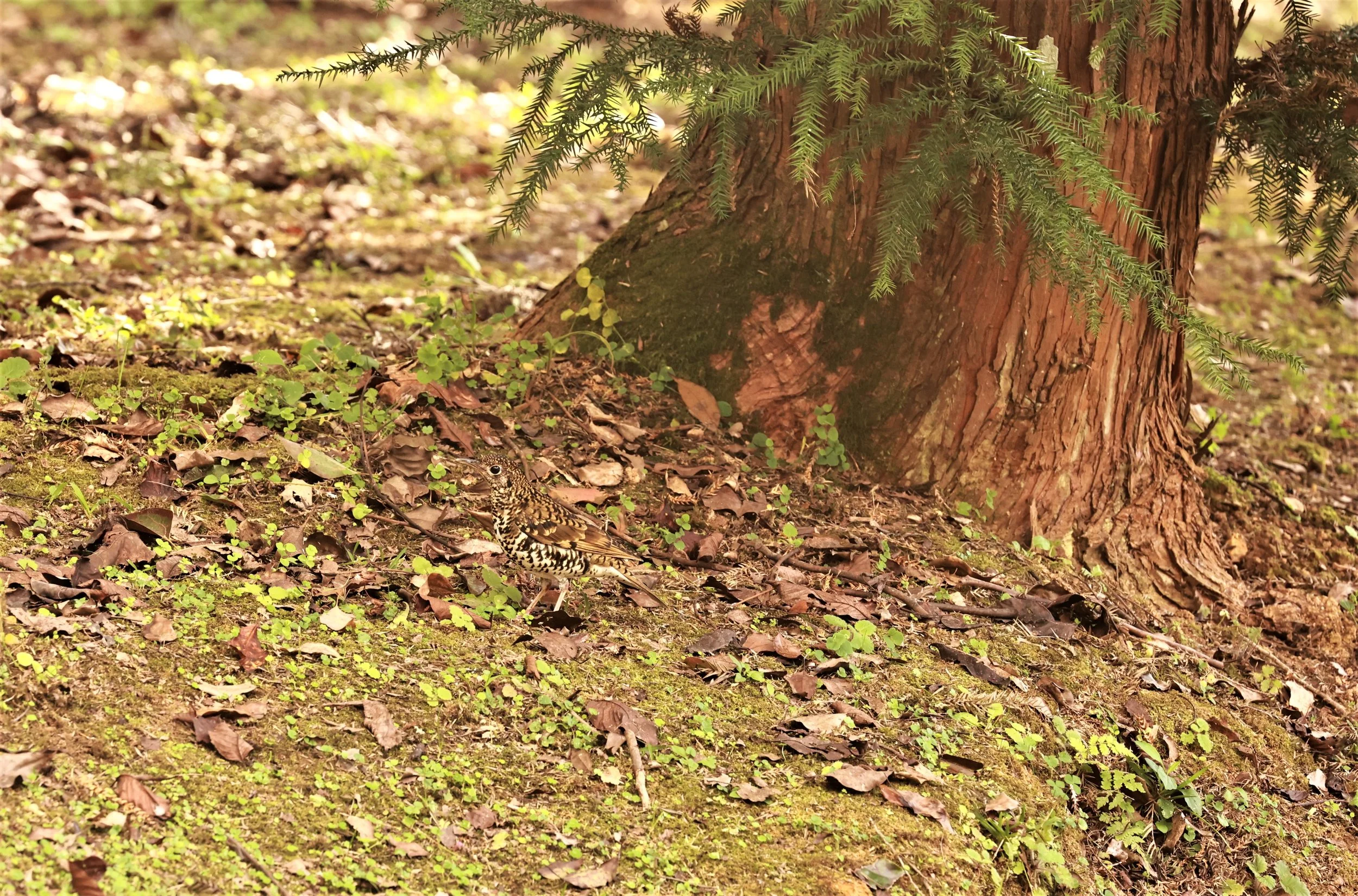 Scaly Thrush (Zoothera dauma) Doi Ang Kang Chiang Mai (9).jpg