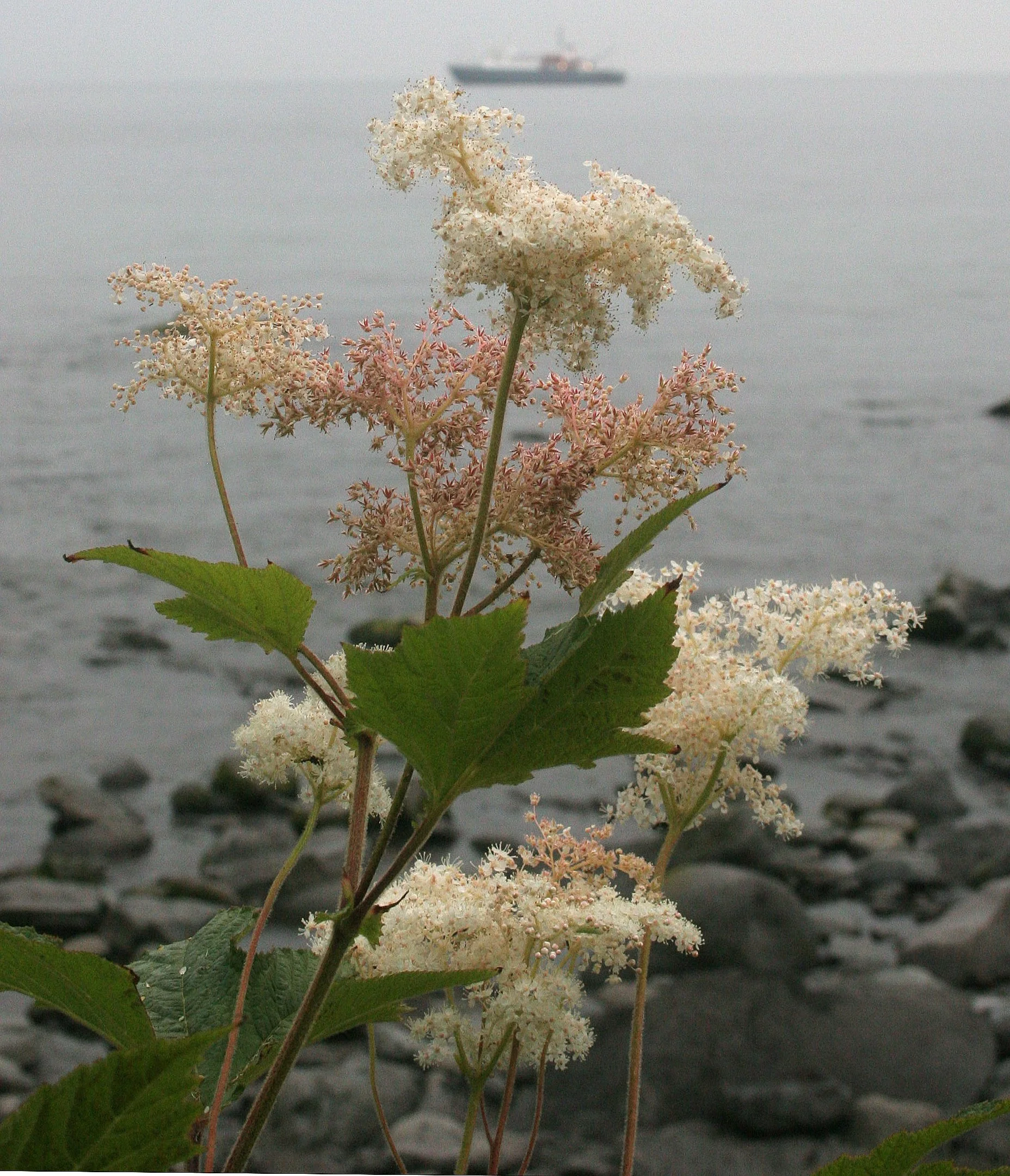 KURIL ISLANDS - FLORA  (46).jpg