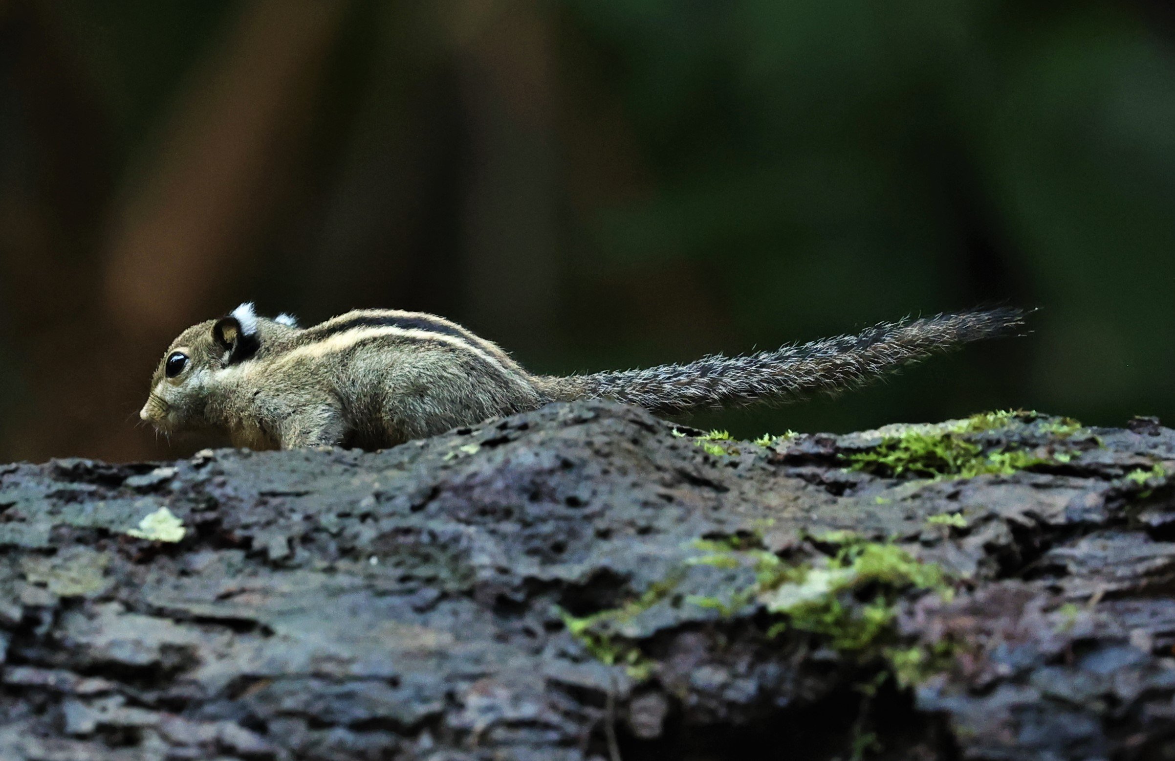 Tamiops mcclellandii - HIMALAYAN STRIPED SQUIRREL - BUKIT TINGGI MALAYSIA JUNE 2022 (10).jpg
