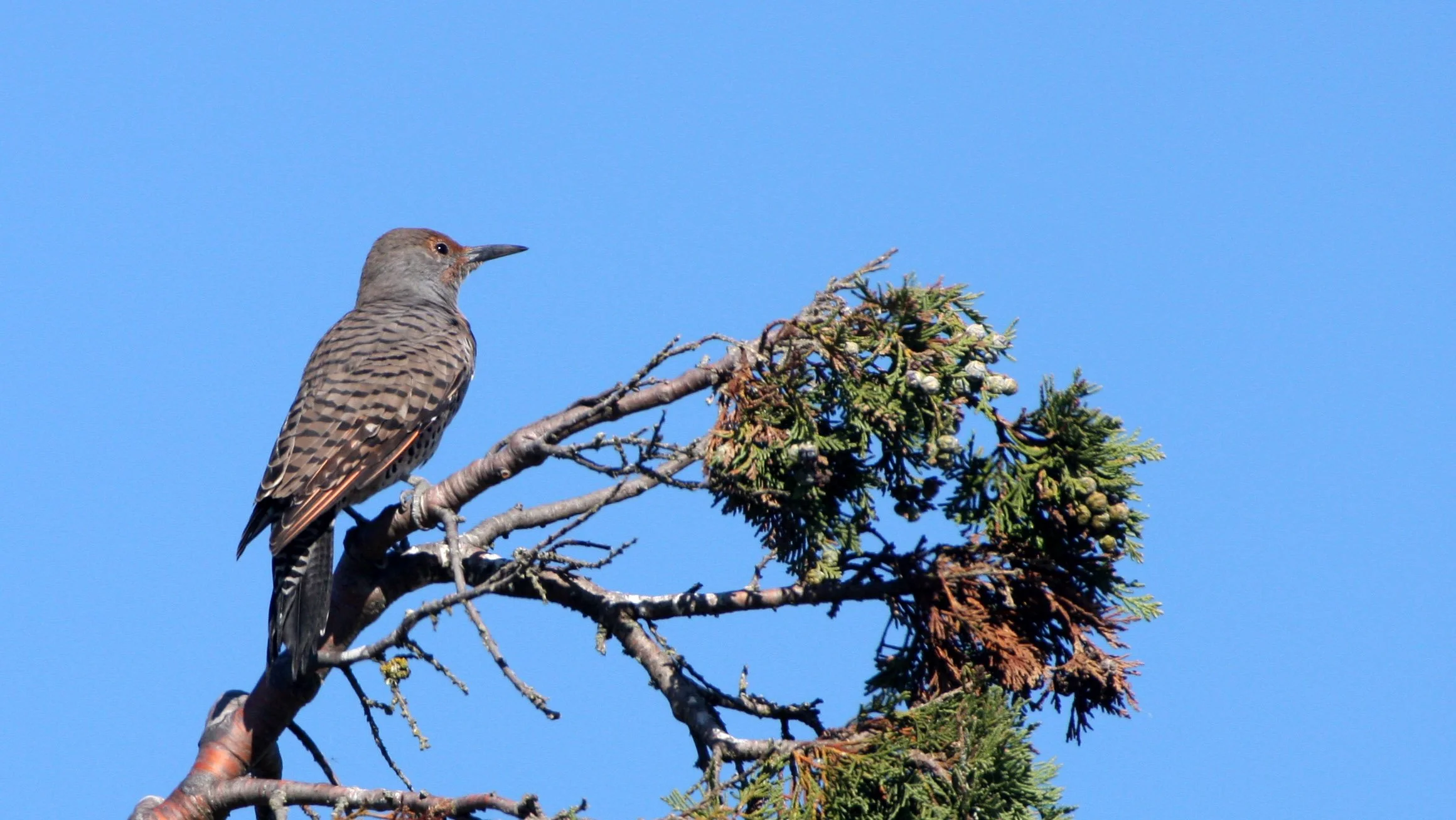 BIRD - WOODPECKER - FLICKER - NORTHERN FLICKER (9).JPG