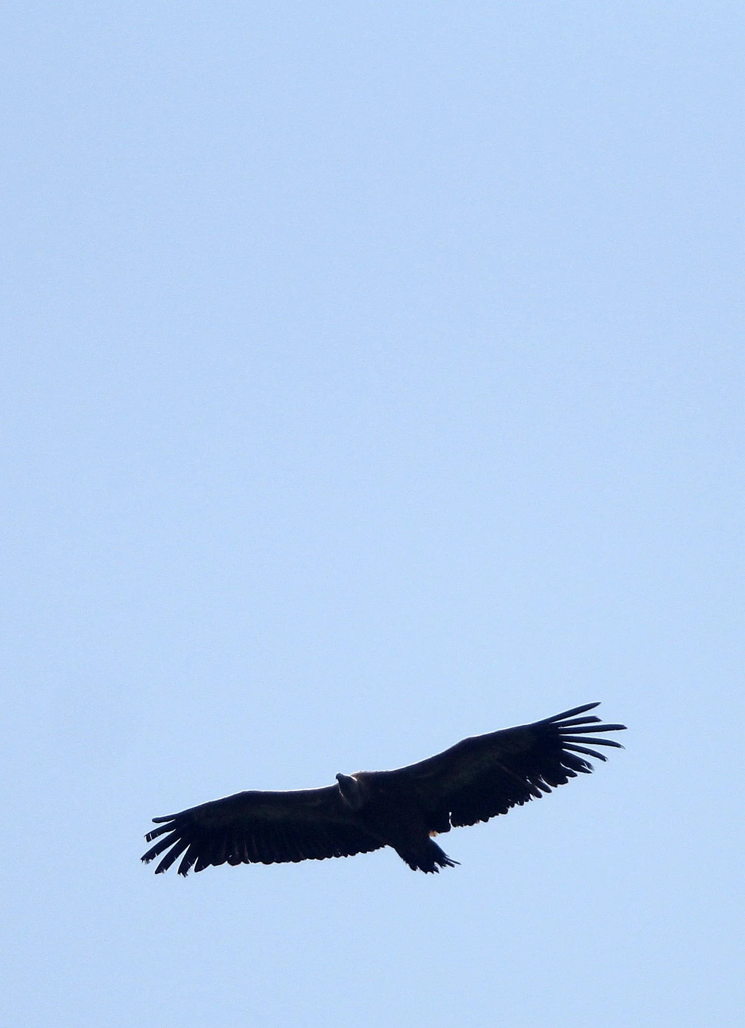 Gyps fulvus - GRIFFON (EUROPEAN GRIFFON) VULTURE - ARRENS MARSOUS PYRENEES NATIONAL PARK FRANCE (31).JPG