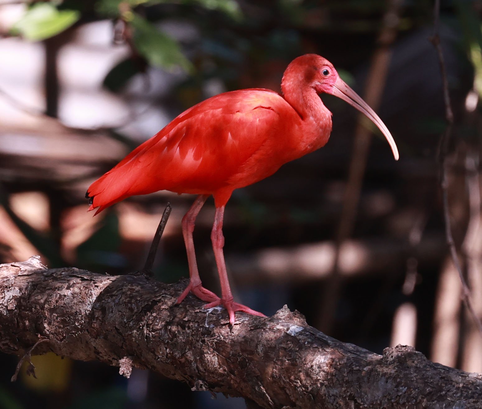 Ibis - Scarlet Ibis - Eudocimus ruber - 29 Songkaow Cafe, Chachoengsao Thailand (71).jpg