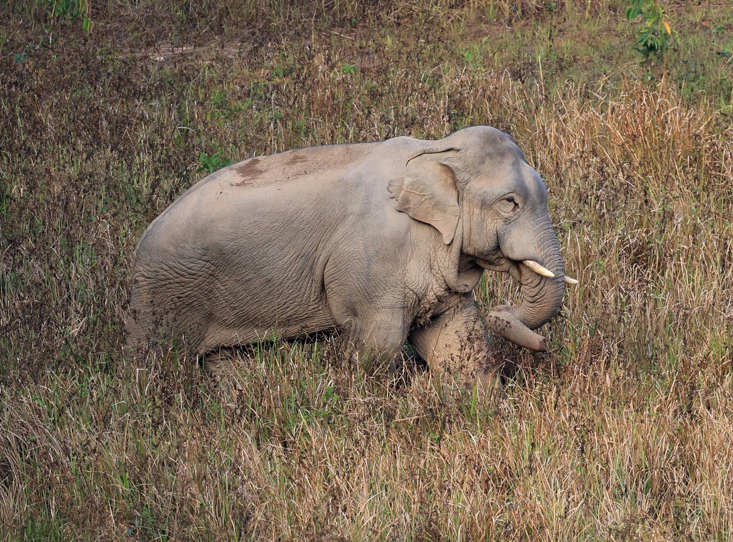 Asian Elephant (Elephas maximus) Khao Yai National Park, Thailand (106).jpg