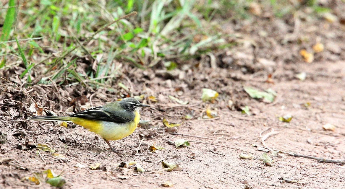 GREY WAGTAIL -  NANKOU, RUDONG, CHINA (1).JPG