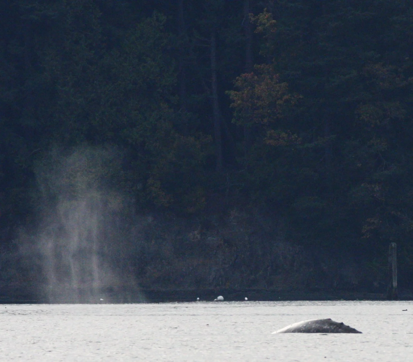 CETACEAN - GRAY WHALE - SALT CREEK WA (4).JPG