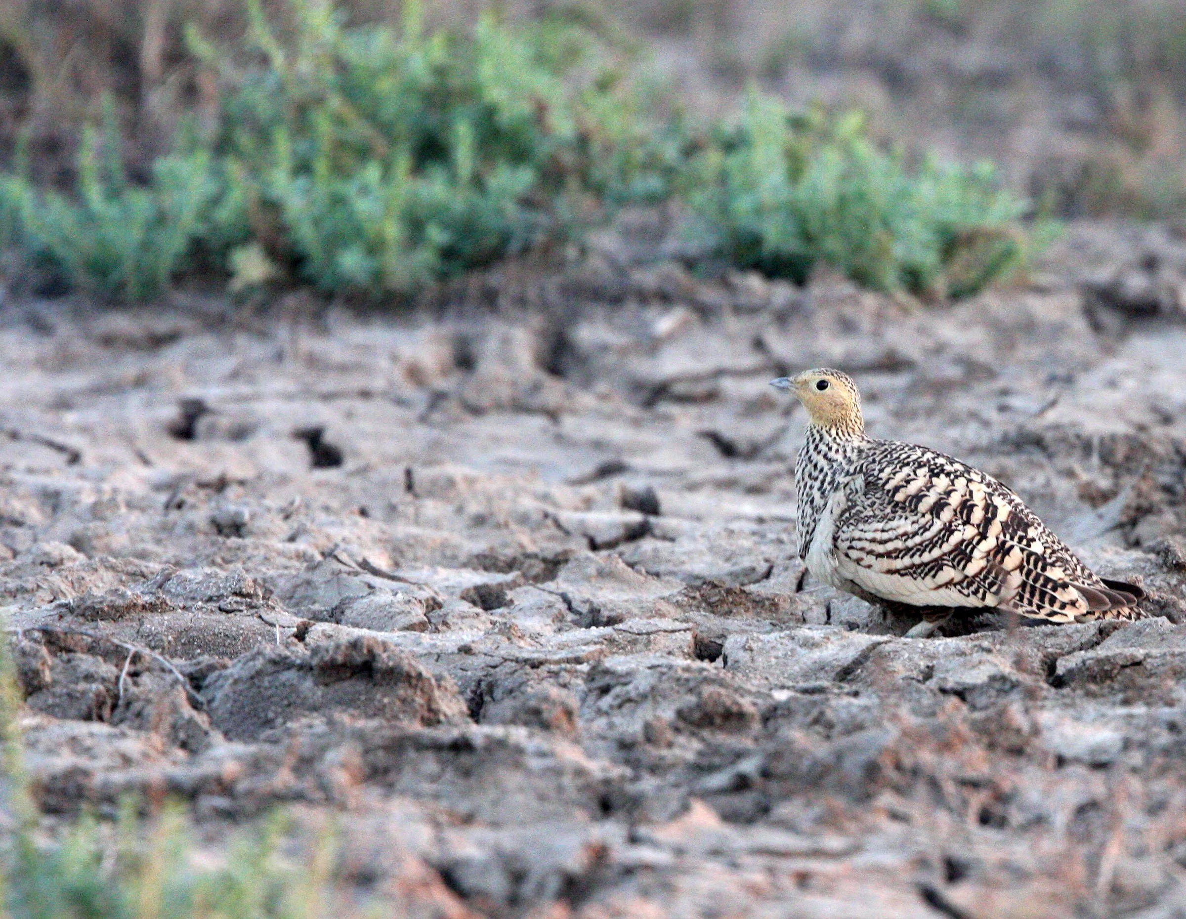 Chestnut-bellied Sandgrouse (Pterocles exustus) Little Rann of Kutch India (6).JPG