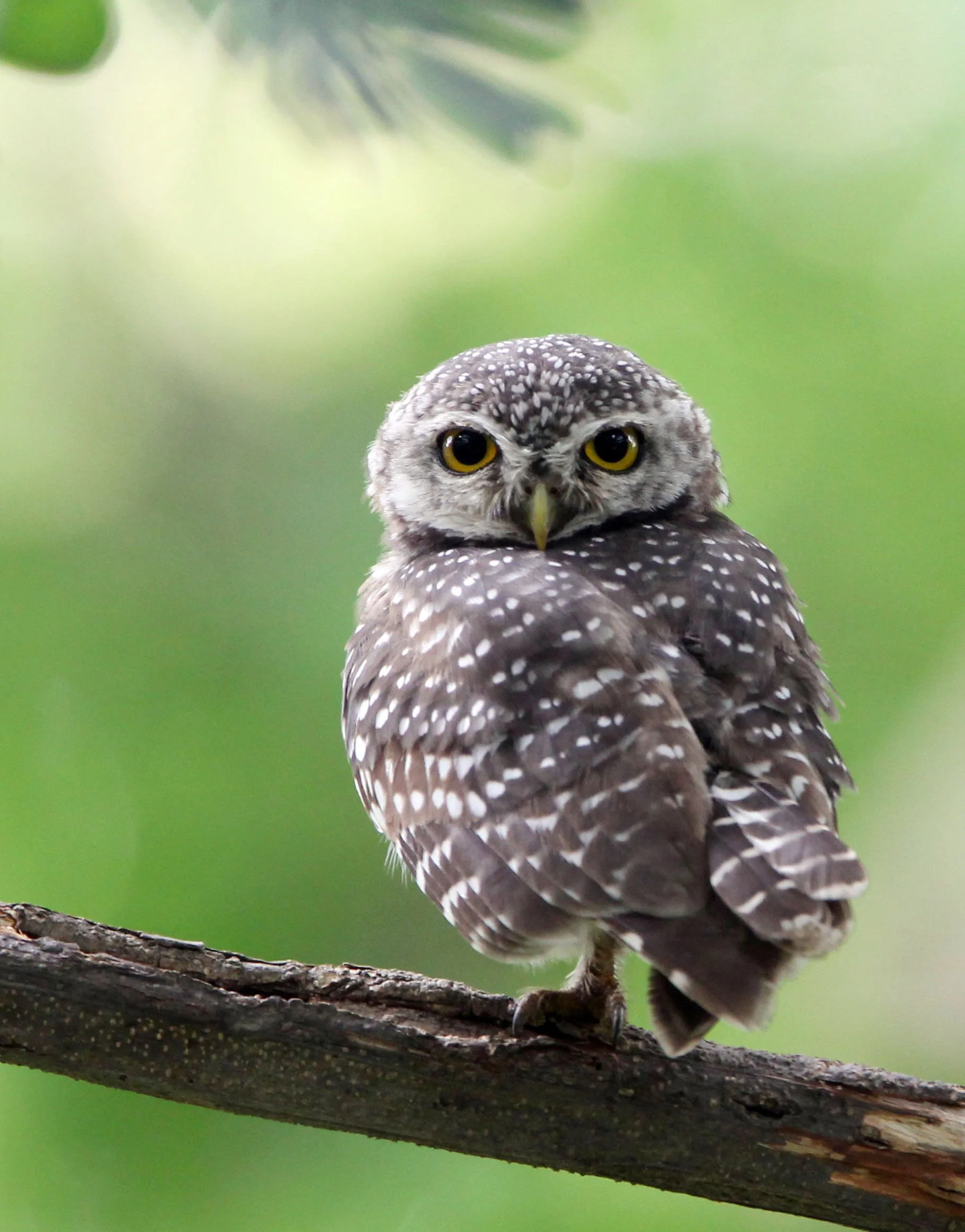 Athene brama - SPOTTED OWLET - AYUTTHAYA THAILAND (26).JPG