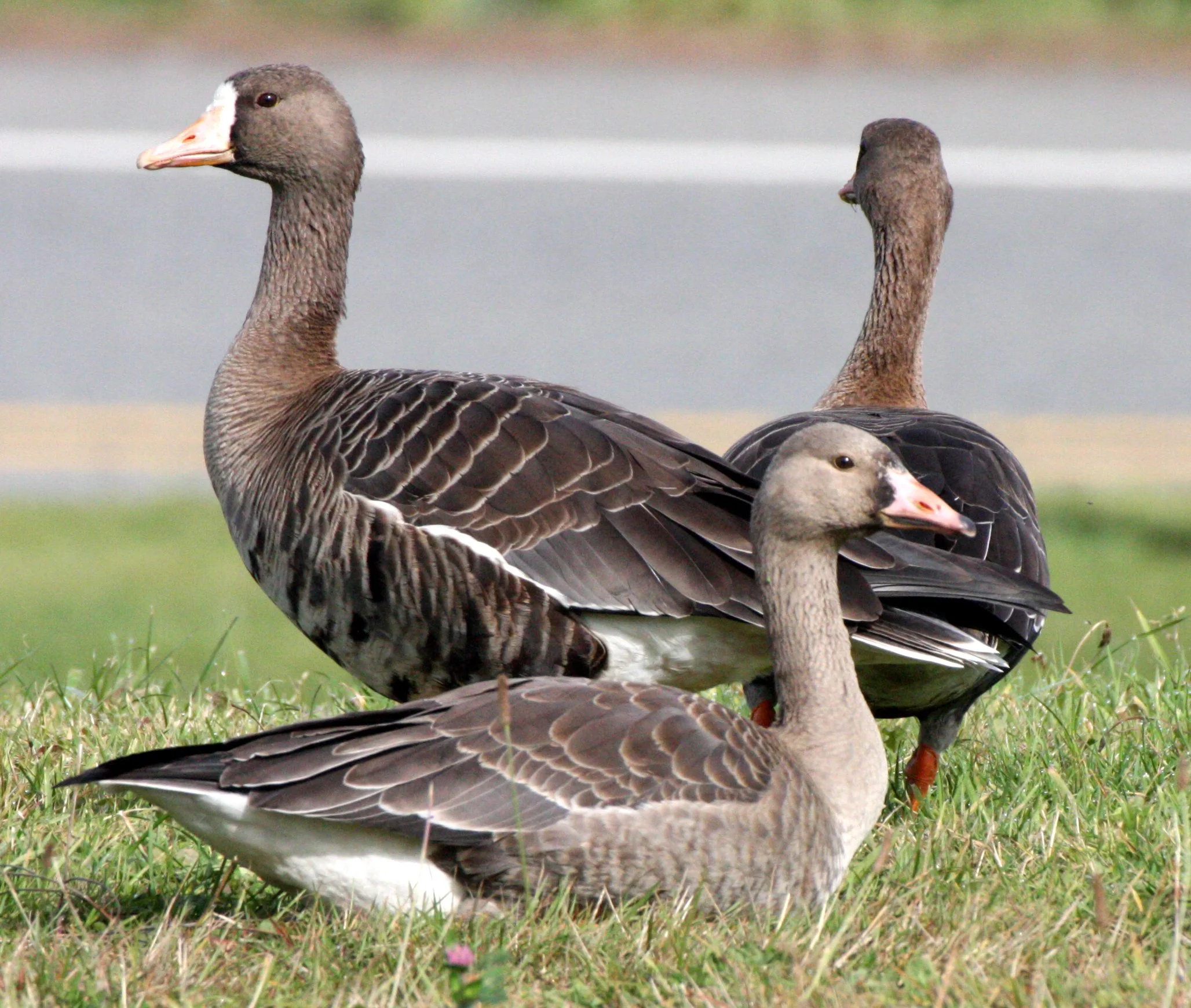 BIRD - GOOSE - GREATER WHITE-FRONTED GOOSE - STRAIT OF JUAN DE FUCA WA (11).JPG