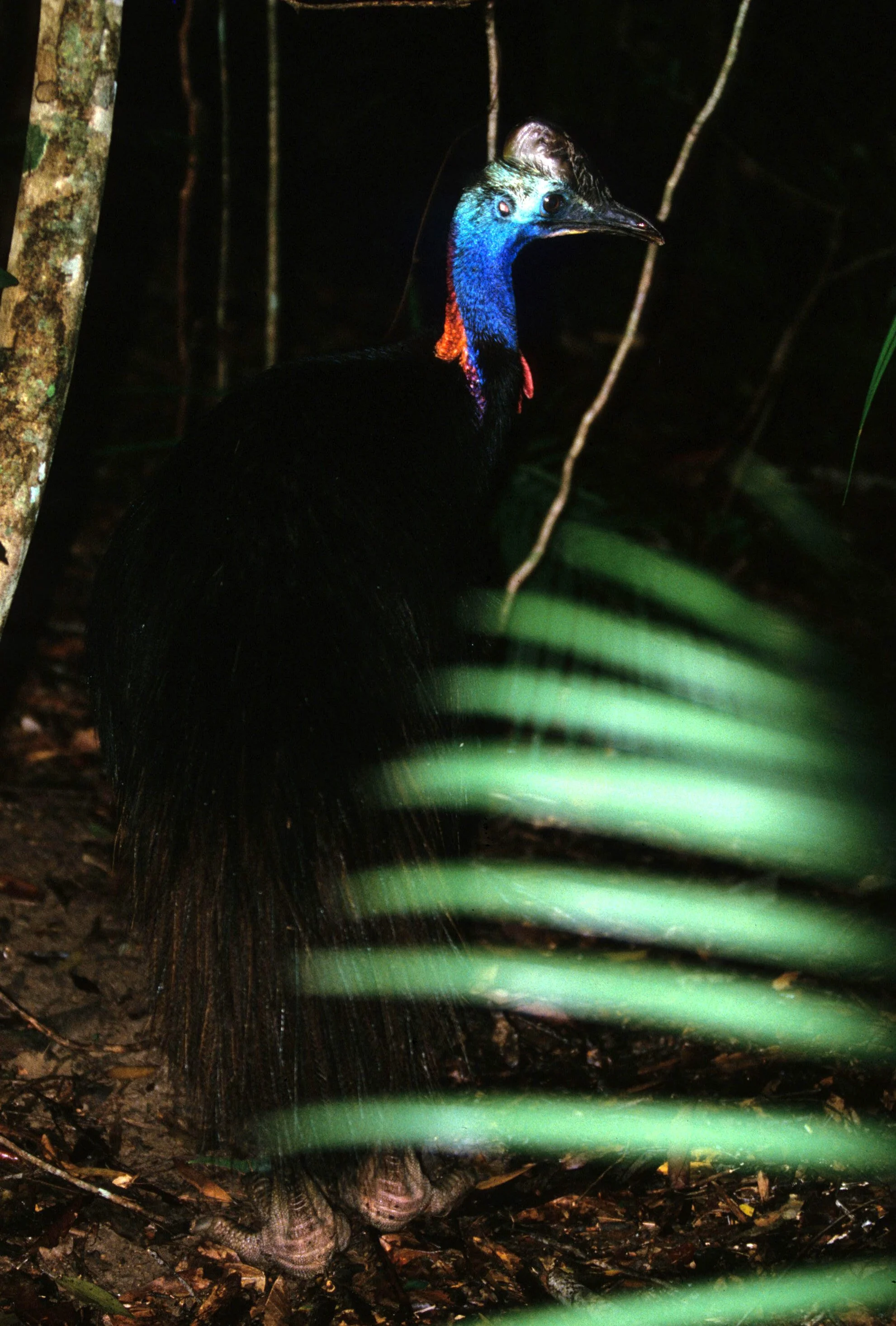BIRD - SOUTHERN CASSOWARY - DAINTREE RAINFOREST I.jpg