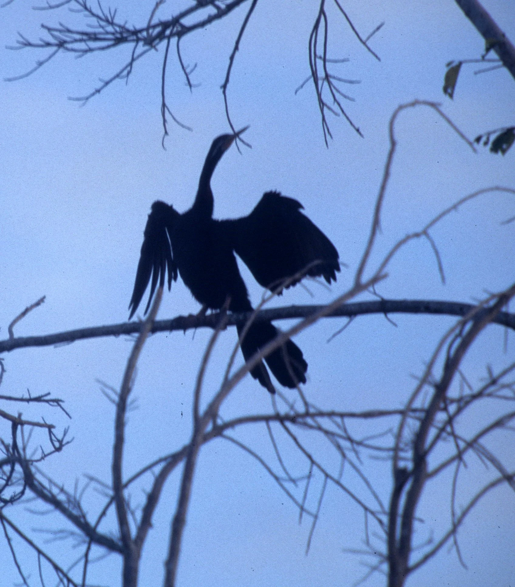 BIRD - DARTER - KAKADU NP C.jpg