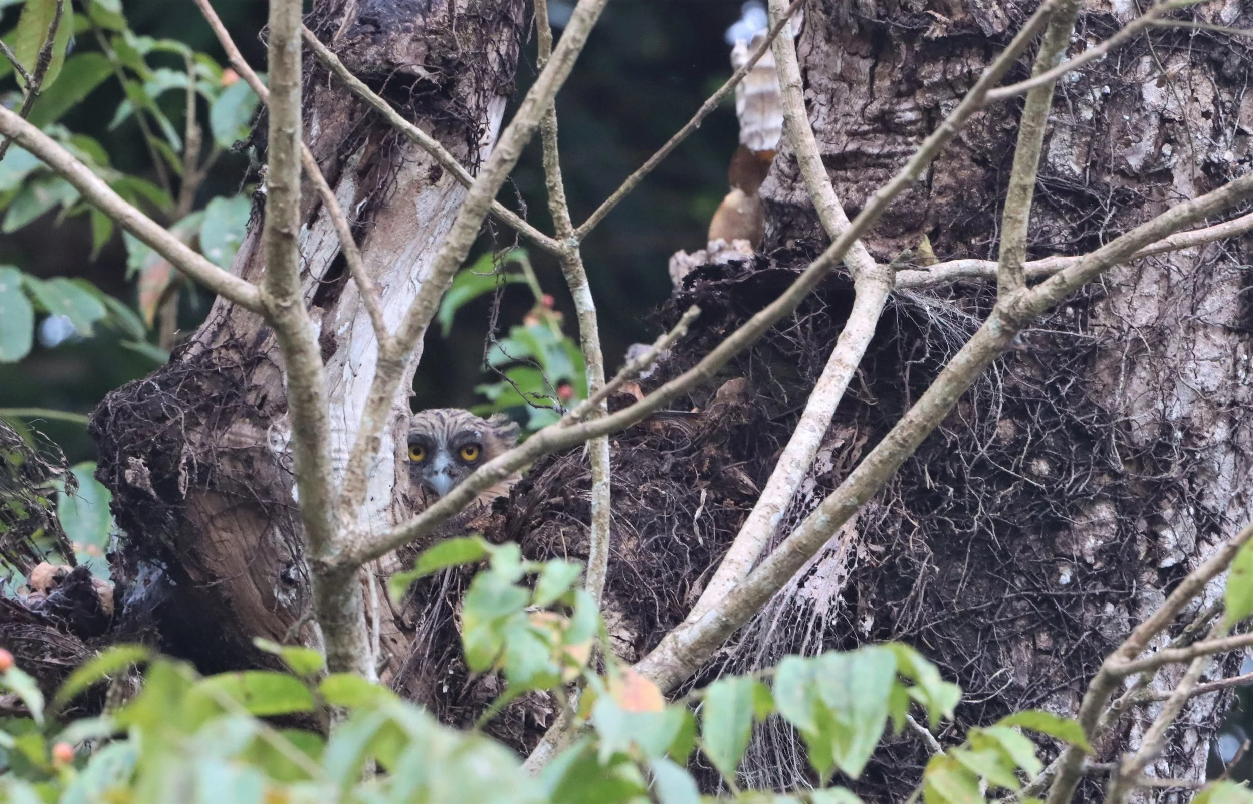 OWL - BUFFY FISH OWL - Ketupa ketupu - KAENG KRACHAN THAILAND (37).jpg