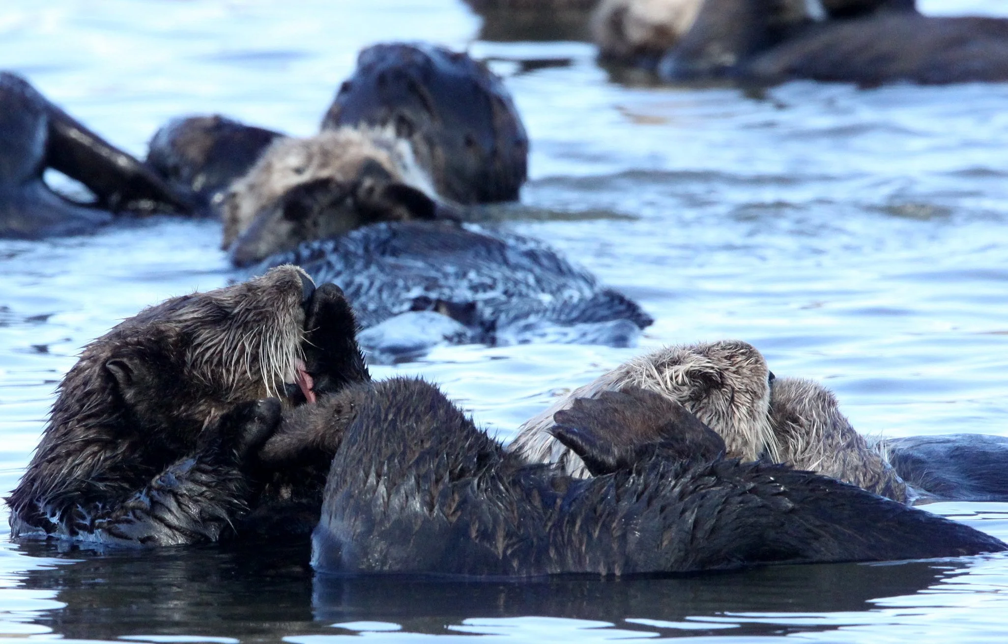 Enhydra lutris nereis - CALIFORNIA (SOUTHERN) SEA OTTER - ELKHORN SLOUGH  WILDLIFE REFUGE CALIFORNIA (36).JPG
