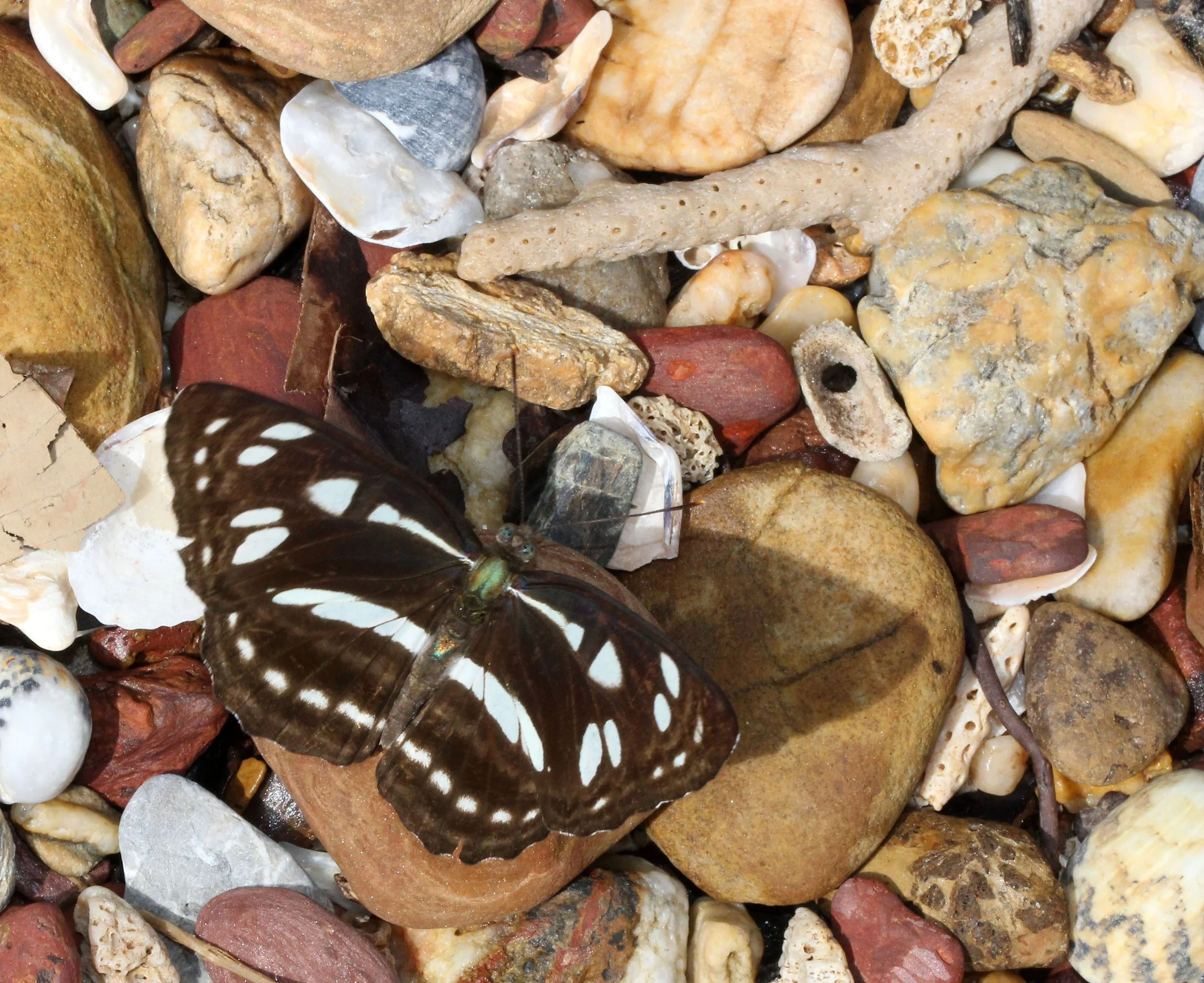 Nymphalidae - Neptis hylas - Koh Lanta Thailand 