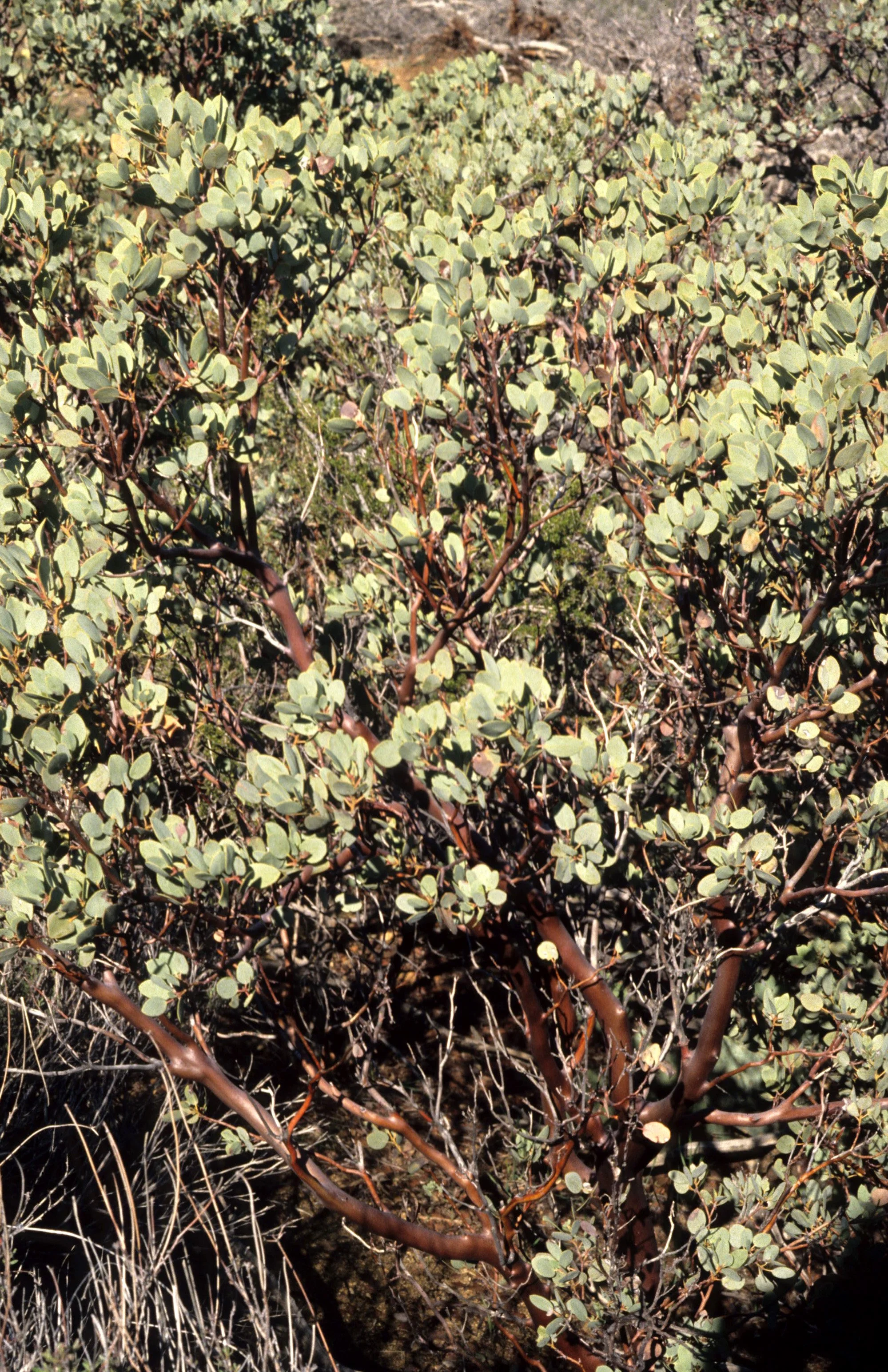 CALIFORNIA - SIERRA - ARCTOSTAPHYLOS VISCIDA - CHAPARRAL B (3).jpg