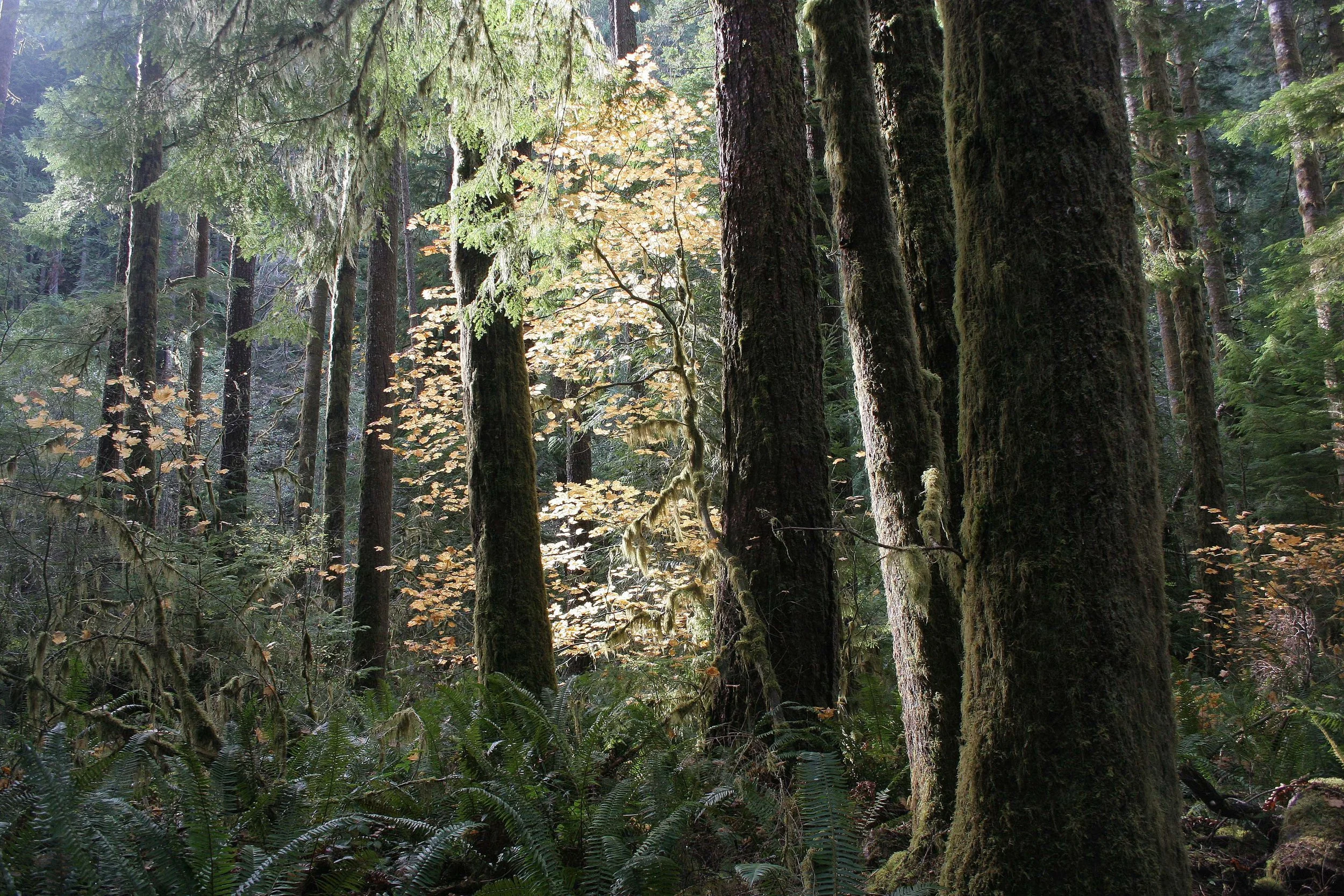 FOREST INTERIOR - BIGLEAF MAPLE - MARYMERE FALLS TRAIL.jpg