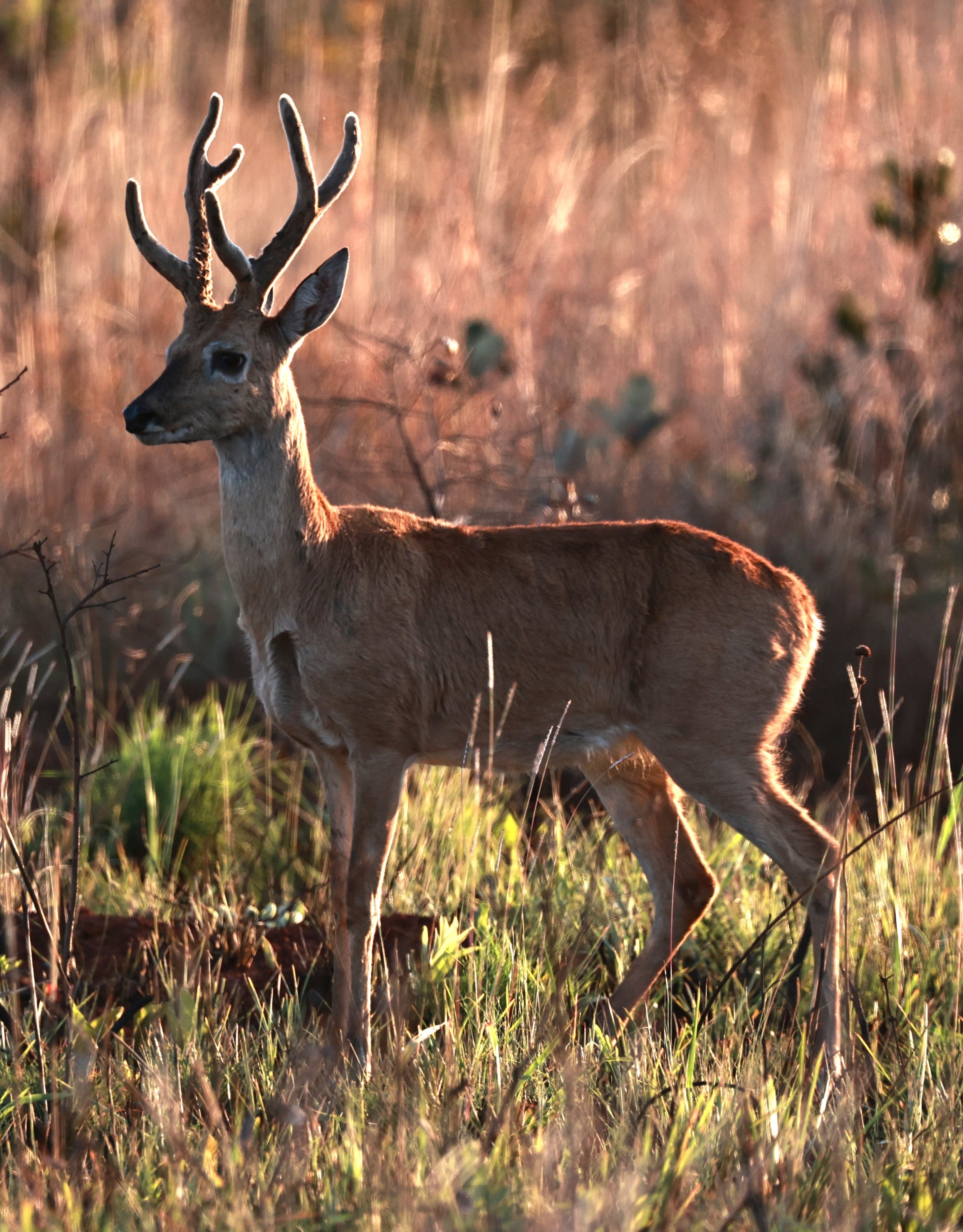 Ozotoceros bezoarticus bezoarticus - Pampas Deer -  Emas National Park, Goias Brazil (41).JPG