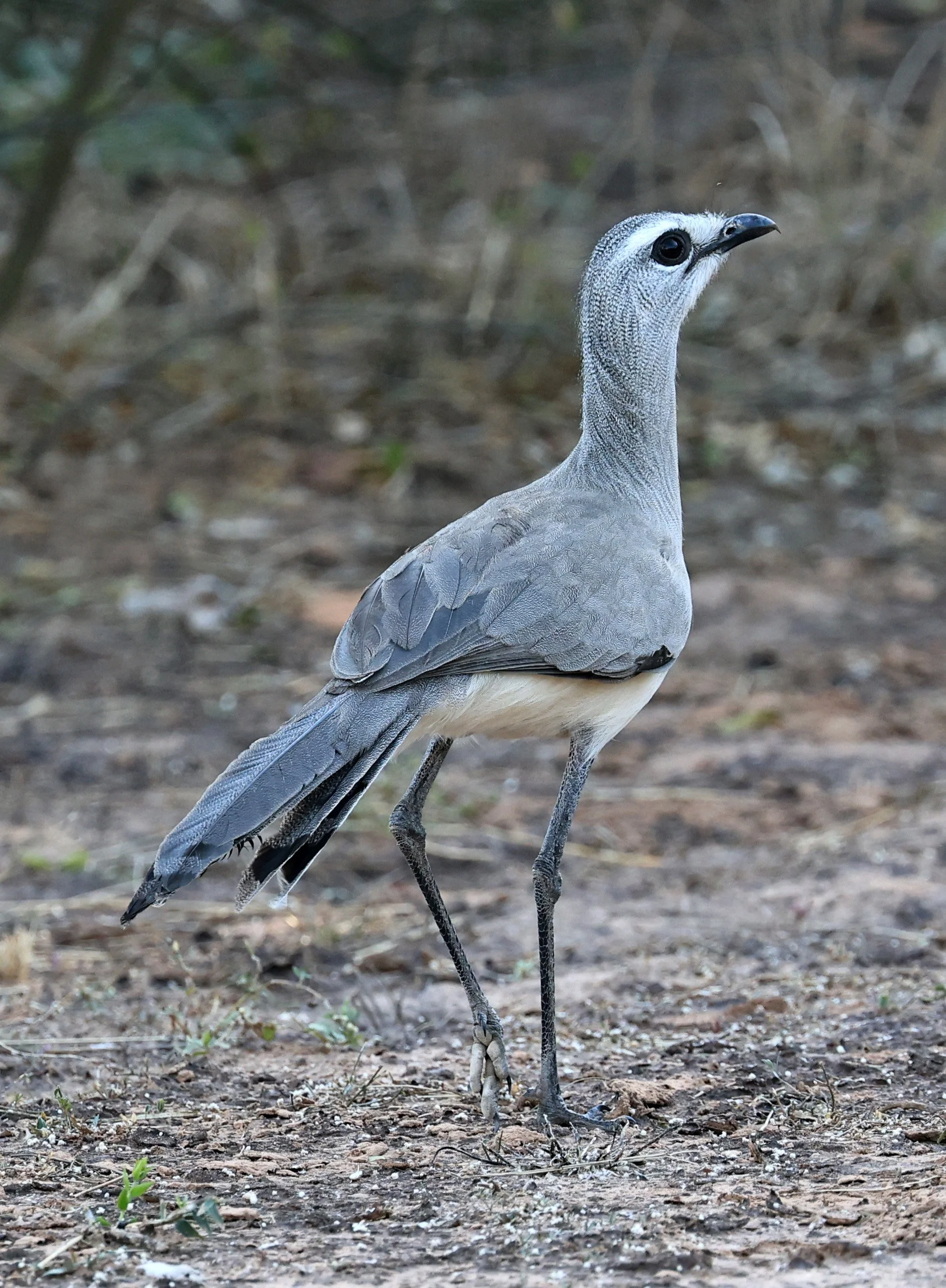 Black-legged Seriema (Chunga burmeisteri) Parque Nacional Teniente Agripino Enciso (17).jpg