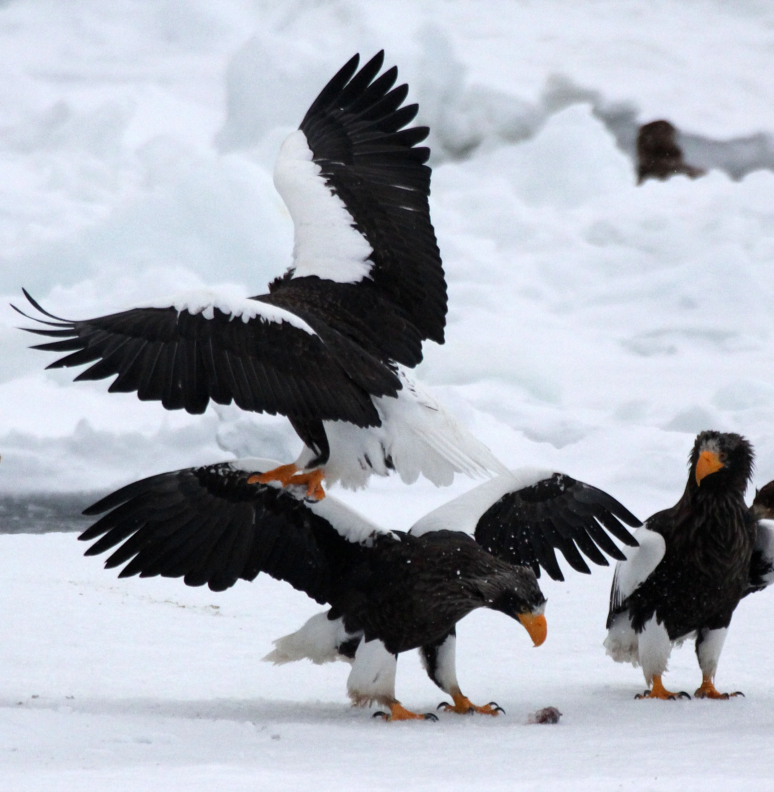 BIRD - EAGLE - STELLER'S SEA EAGLE - RAUSU, SHIRETOKO PENINSULA, HOKKAIDO JAPAN (223).jpg