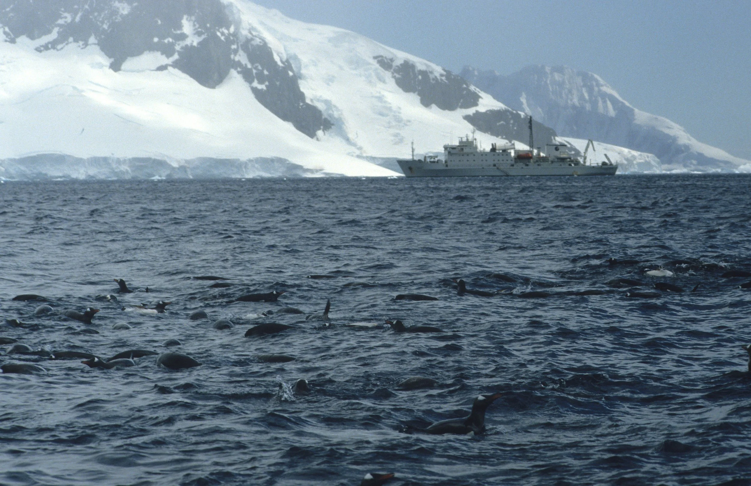 Gentoo Penguin (Pygoscelis papua) Danco Island Antarctic Peninsula.jpg