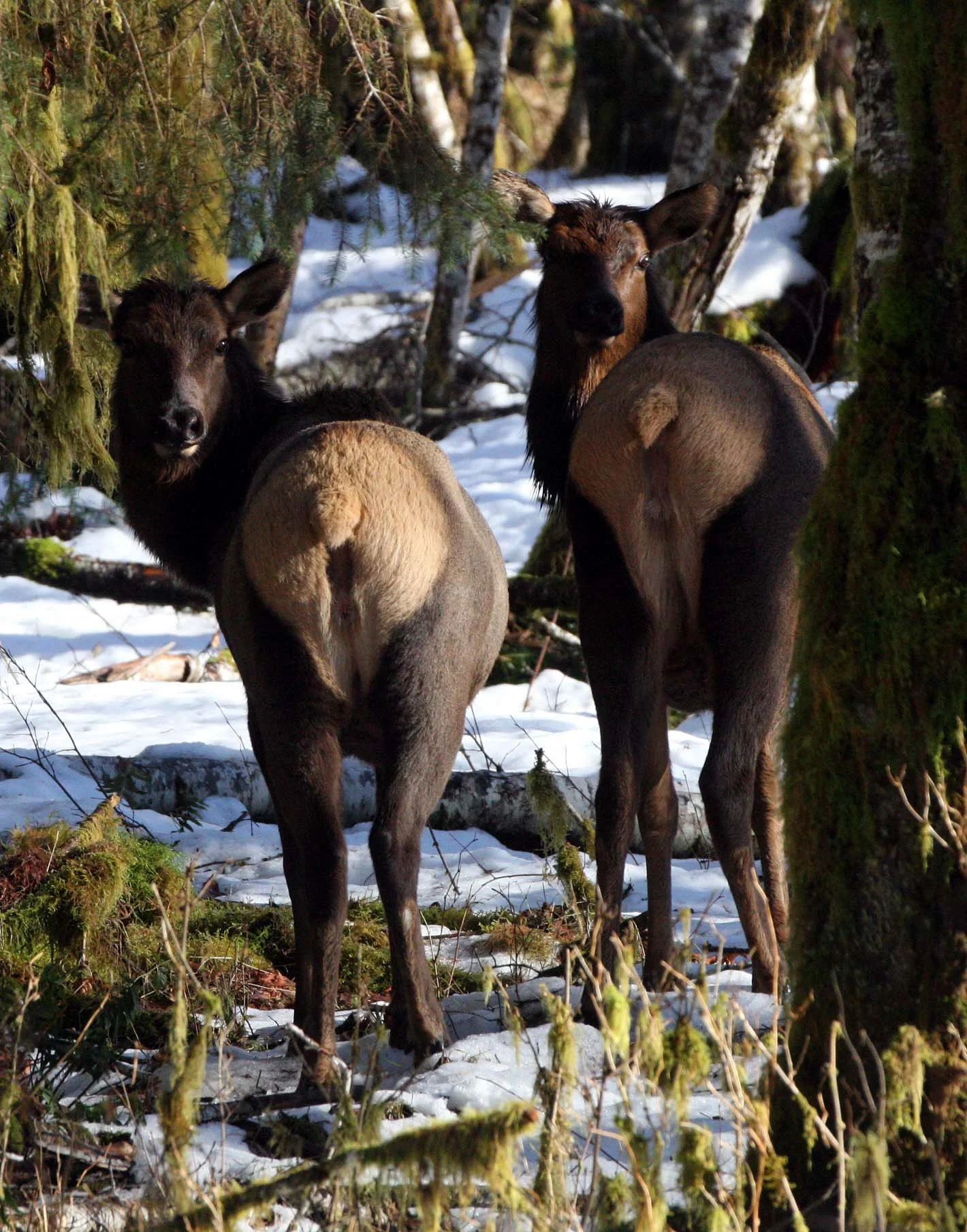 CERVID - ELK- ROOSEVELT ELK - HOH RAINFOREST WA (7).JPG