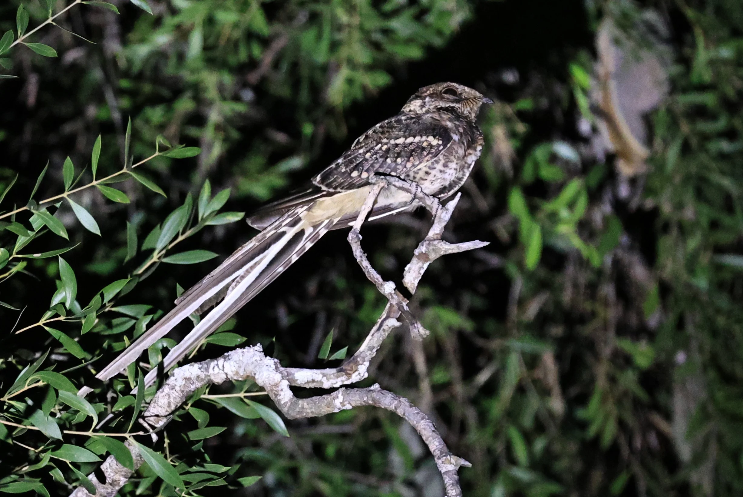 Scissor-tailed Nightjar (Hydropsalis torquata) Agua Dulce Paraguay (5).jpg