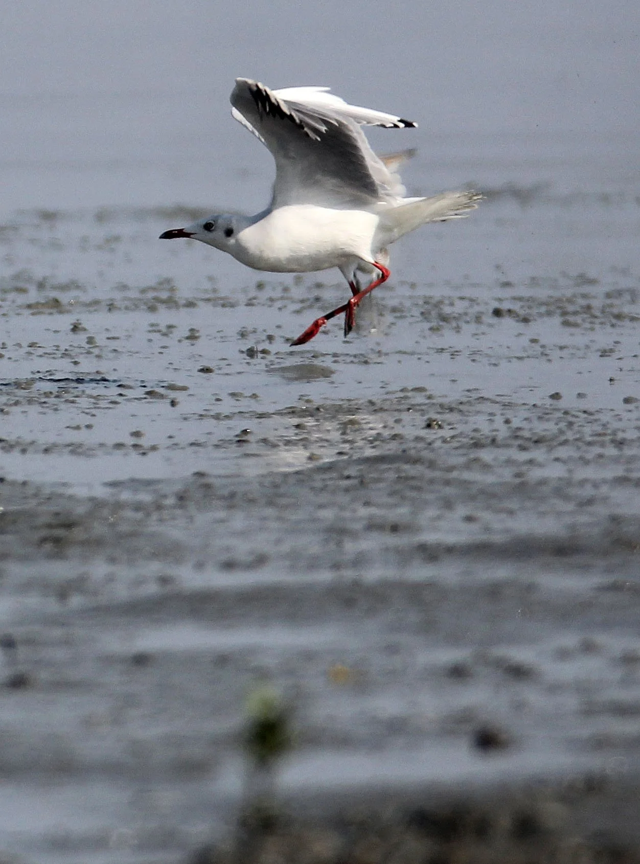 BIRD - GULL - BROWN-HEADED GULL -  PAK THALE LIAM PAK BIA THAILAND (6).JPG
