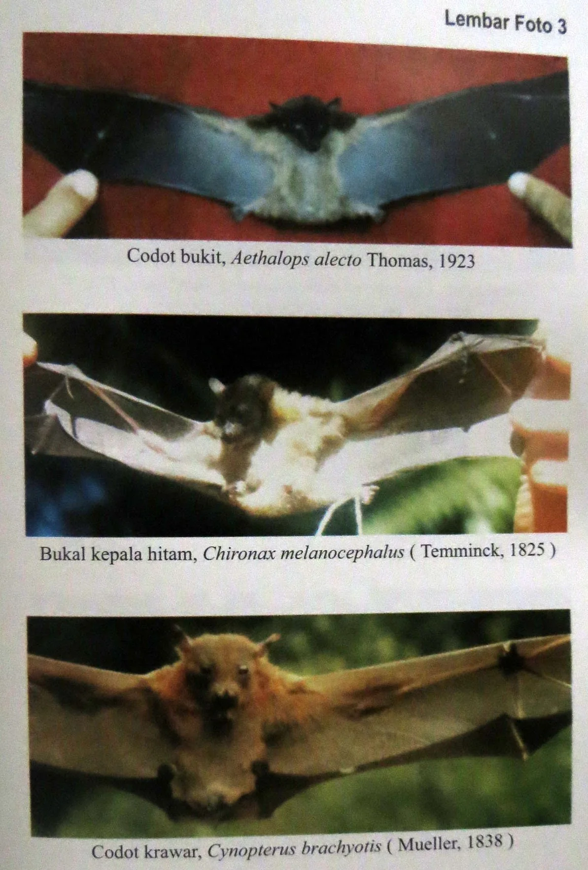 GEDE NATIONAL PARK - JAVA BARAT INDONESIA (46).JPG