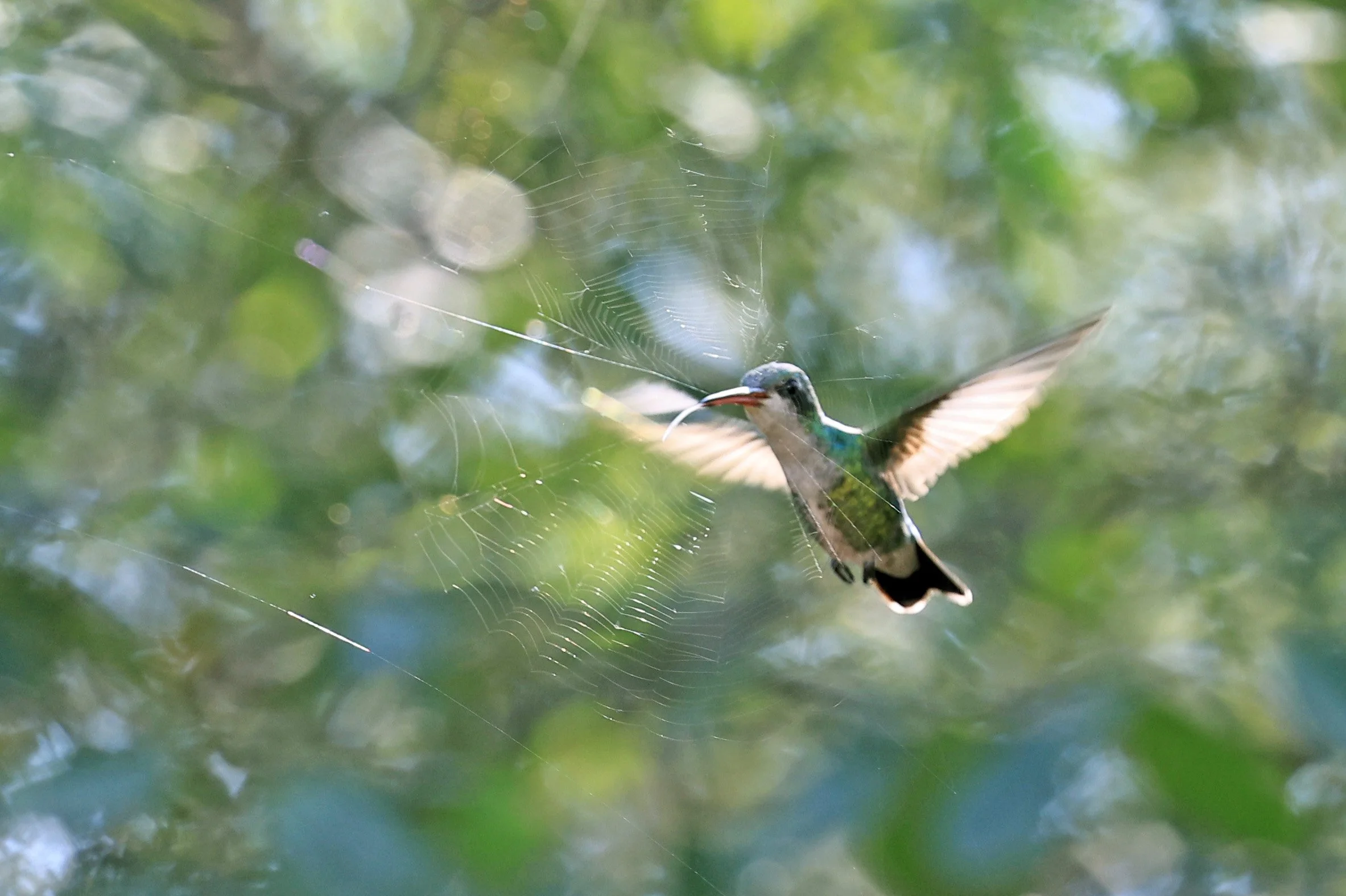 Glittering-bellied Emerald (Chlorostilbon lucidus) Selva Serena Natural Reserve (3).jpg