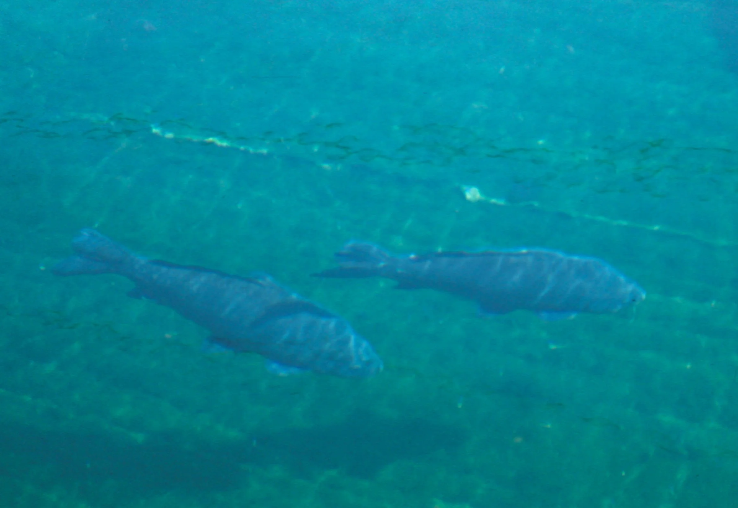 FISH - TALAPIA - RSA.jpg