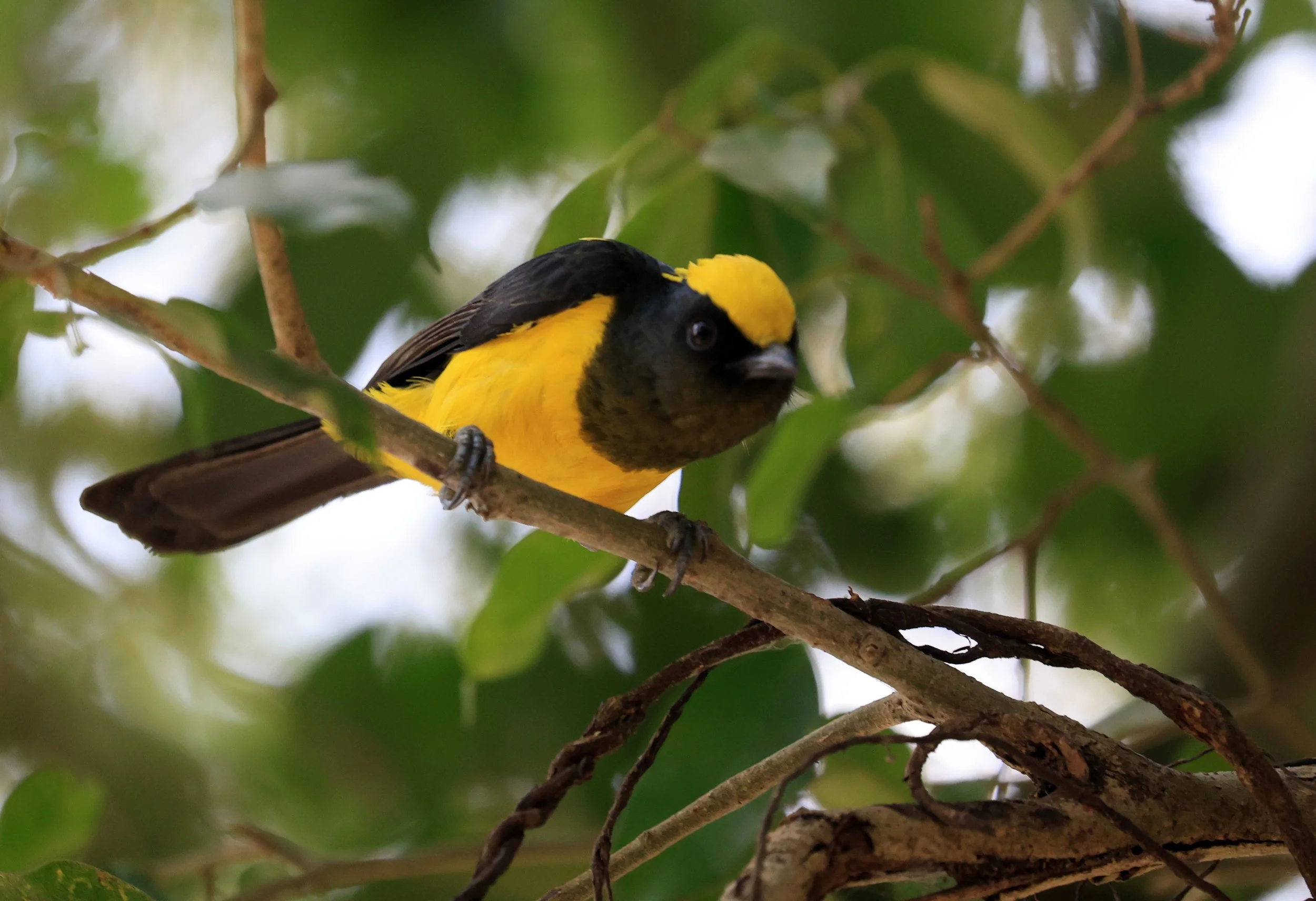 Sultan Tit (Melanochlora sultanea) Kaeng Krachan National Park ESS Expedition 2026(34).jpg