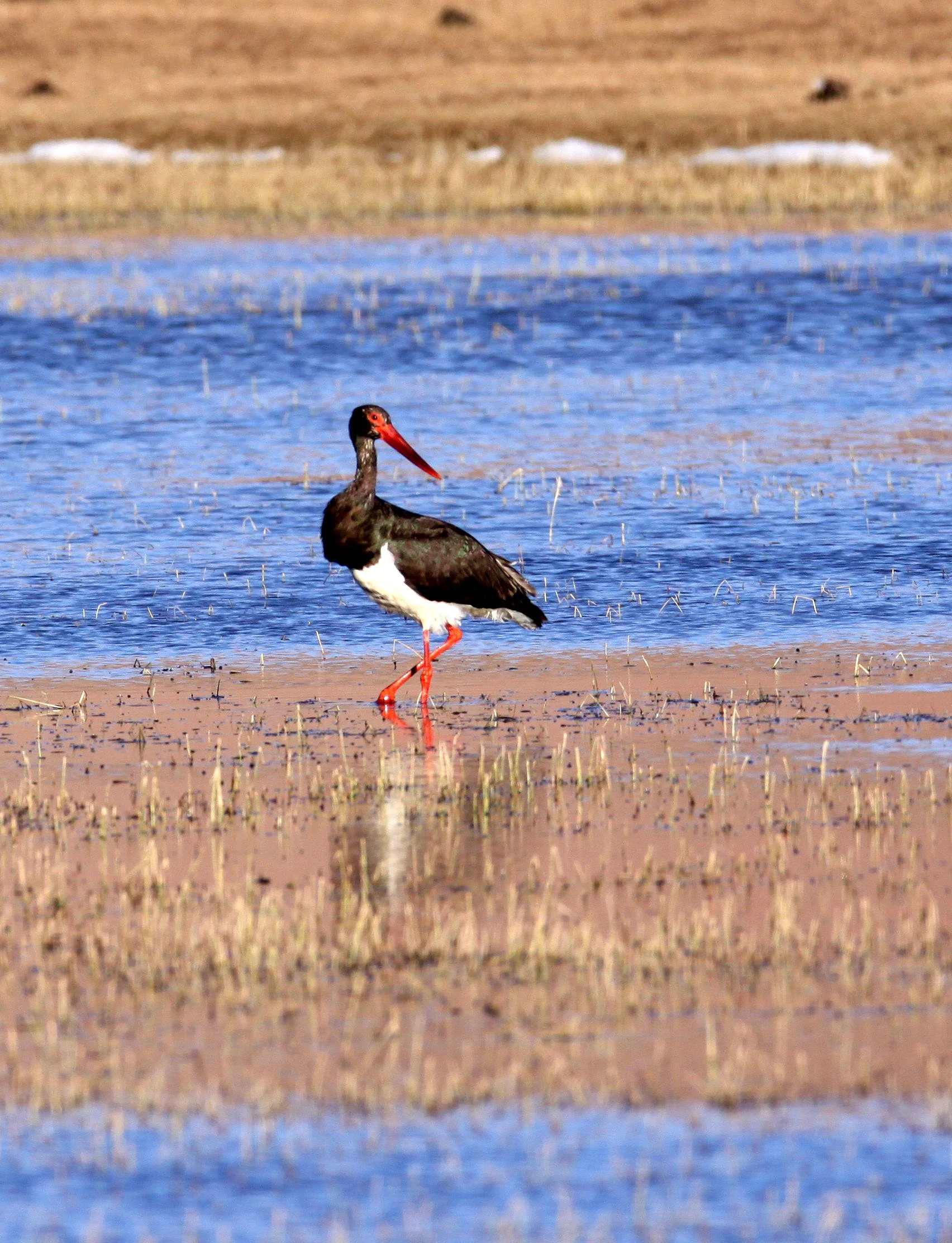 STORK - BLACK STORK - Ciconia nigra - NAPAHAI WETLANDS YUNNAN CHINA (22).JPG