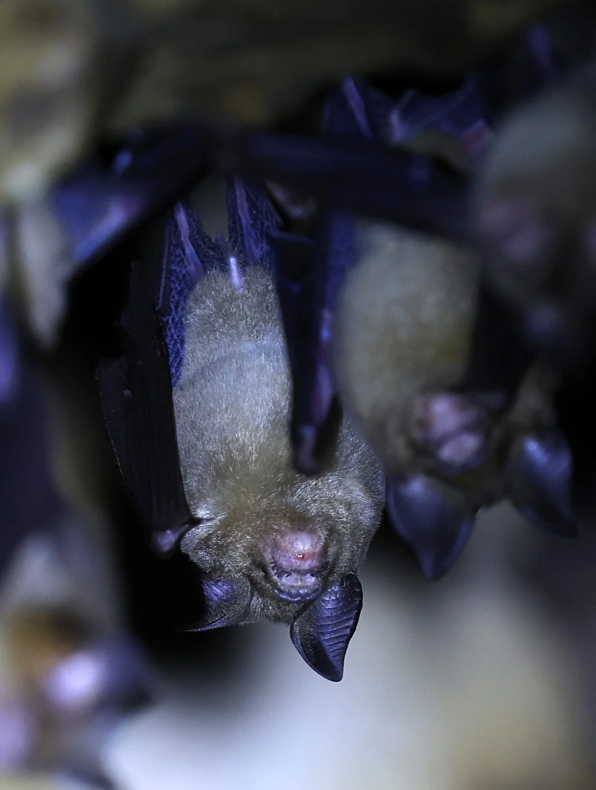 Horsfield’s Leaf-nosed Bat (Hipposideros.larvatus) Wat Tham Sila Thong Temple Pak Chong Thailand near Khao Yai (70).jpg