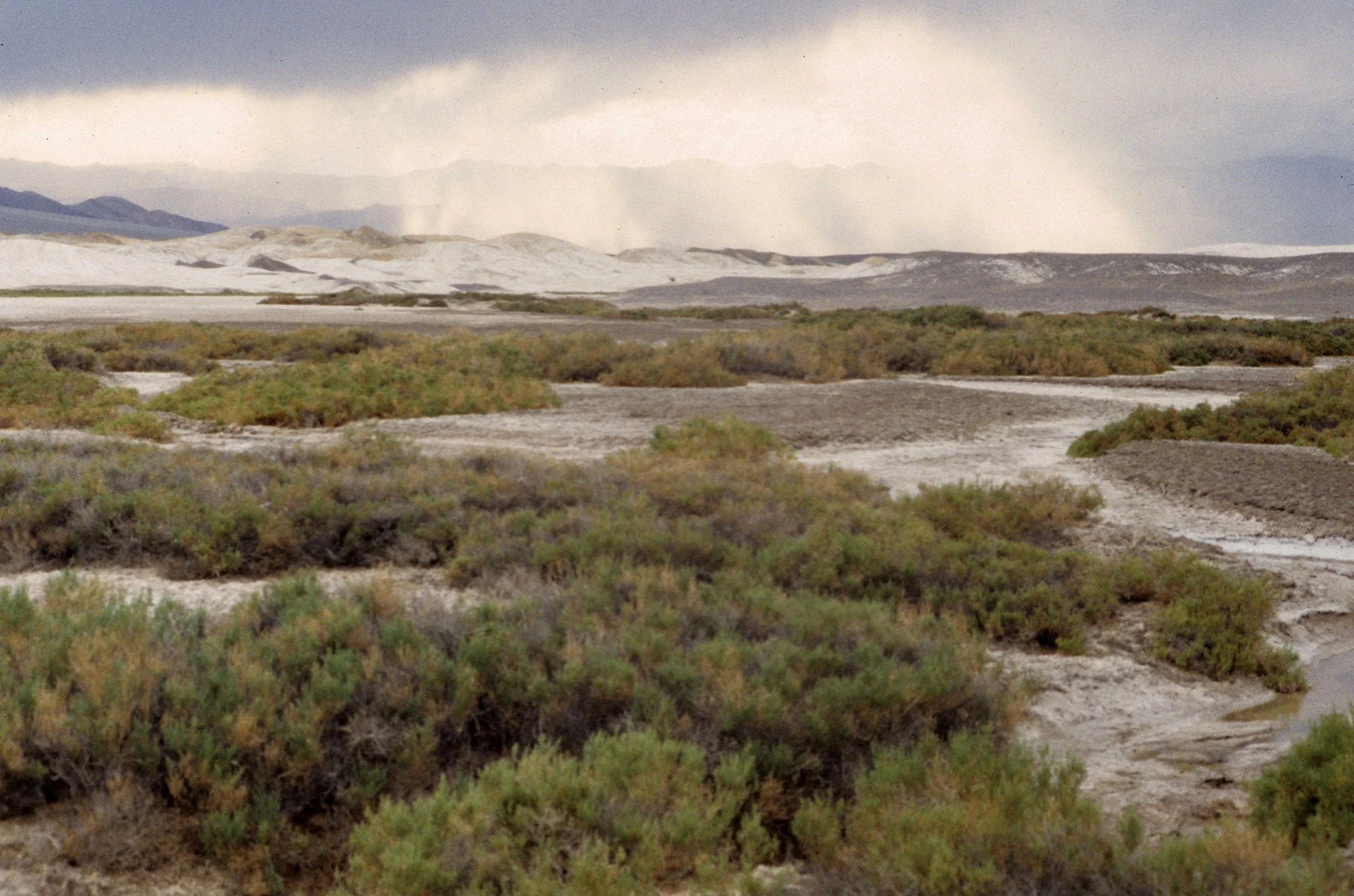 DEATH VALLEY - ALLENROLFEA OCCIDENTALIS - SALT CREEK PUPFISH COMMUNITY.jpg