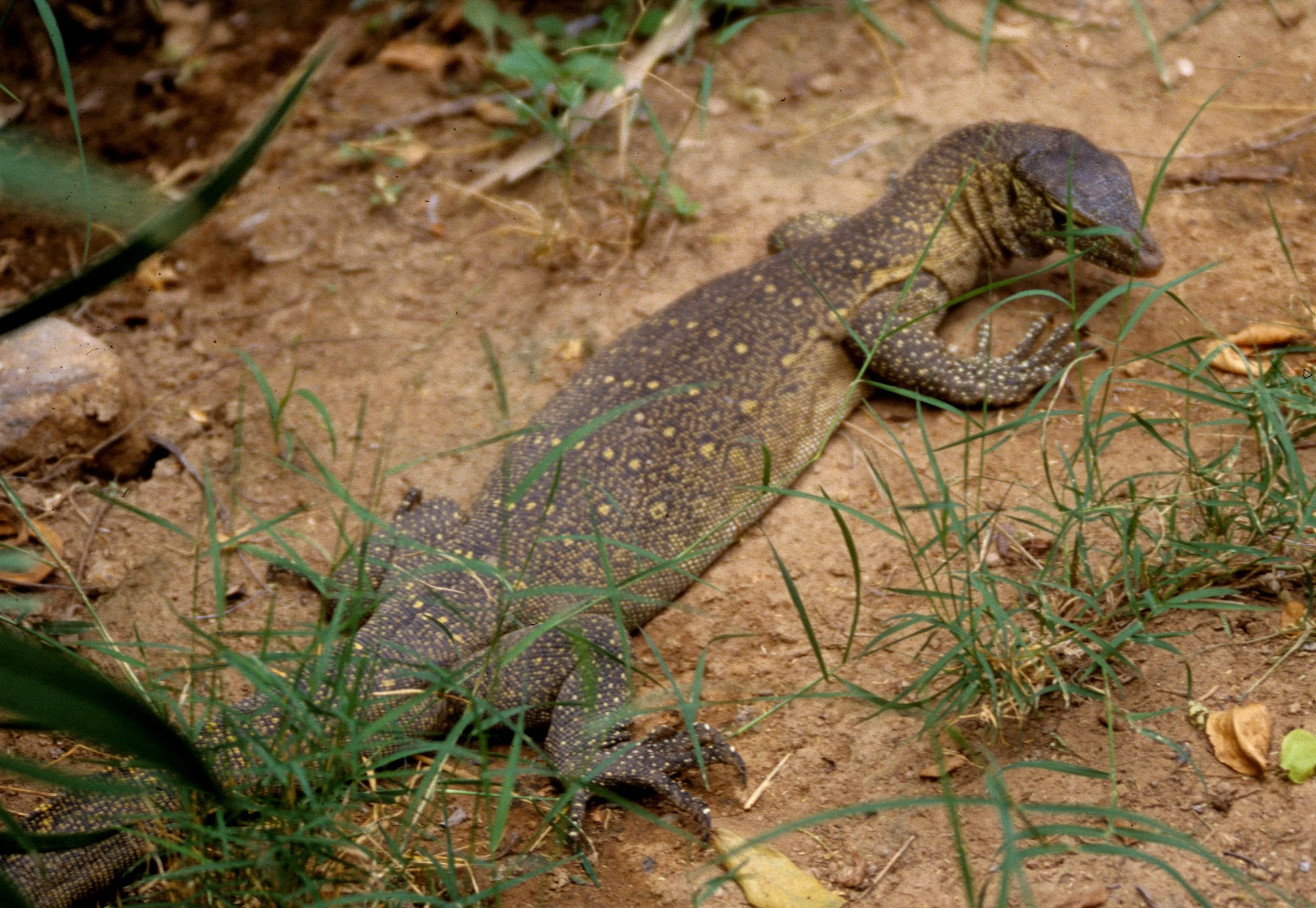 REPTILE- MONITOR LIZARD - SHABA F.jpg