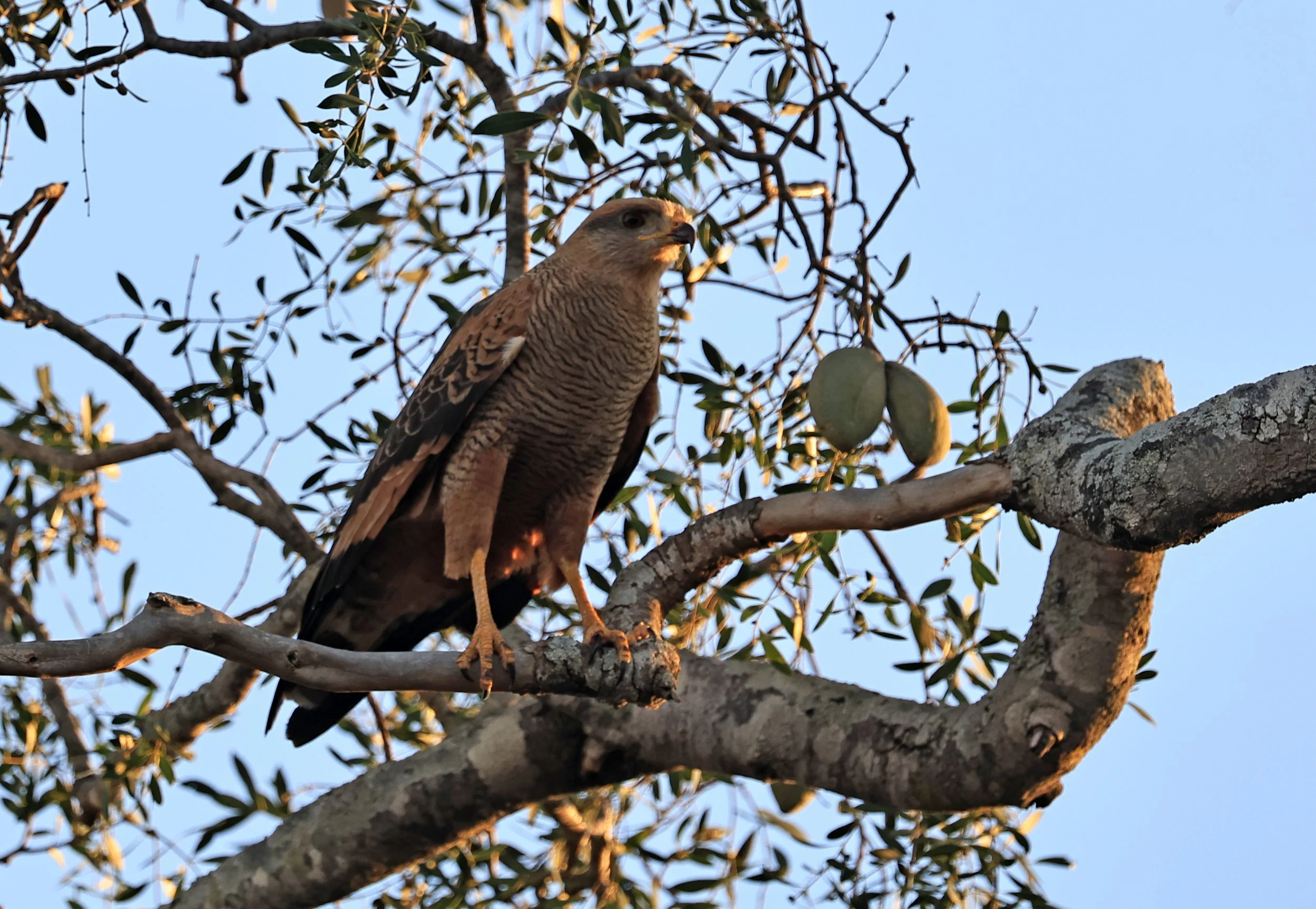 Savanna Hawk (Buteogallus meridionalis) Agua Dulce Paraguay (8).jpg