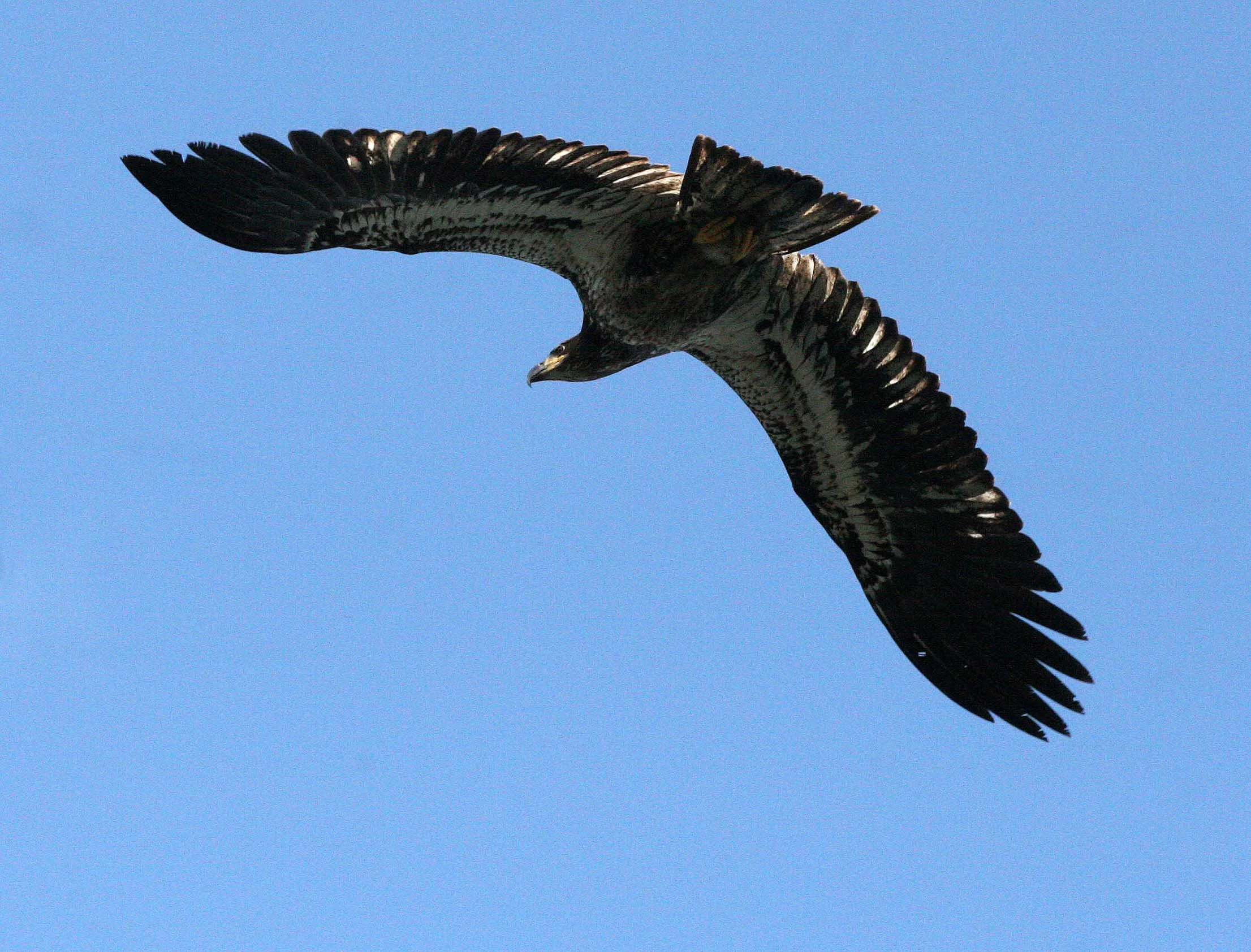 BIRD - EAGLE - BALD EAGLE - FISHING HUMBOLT SQUID - SEQUIM BAY WA (62).JPG