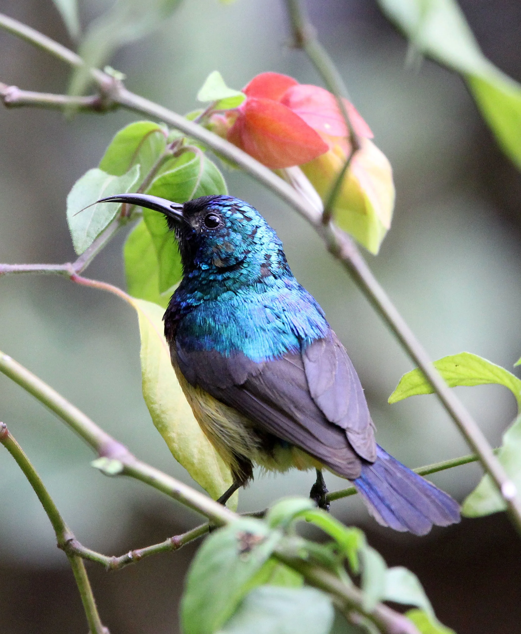 BIRD - SUNBIRD - REGAL SUNBIRD - RUHENGERI RWANDA (1).JPG