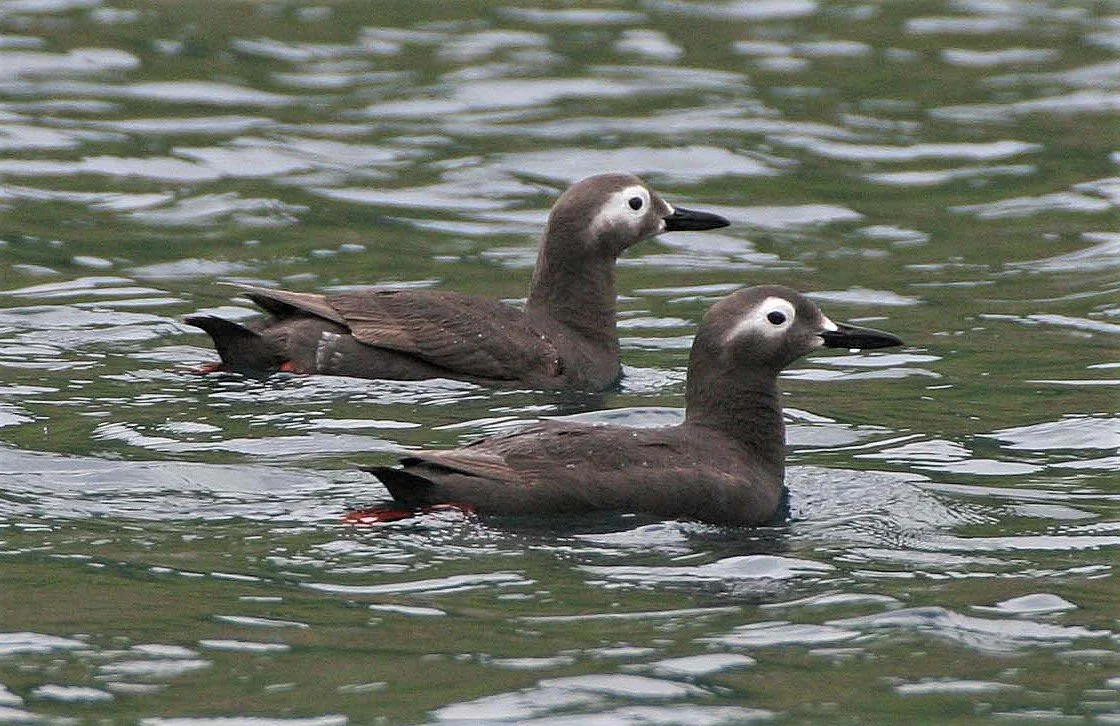 Cepphus carbo - SPECTACLED GUILLEMOT - MONERON ISLAND RUSSIA aa5.jpg