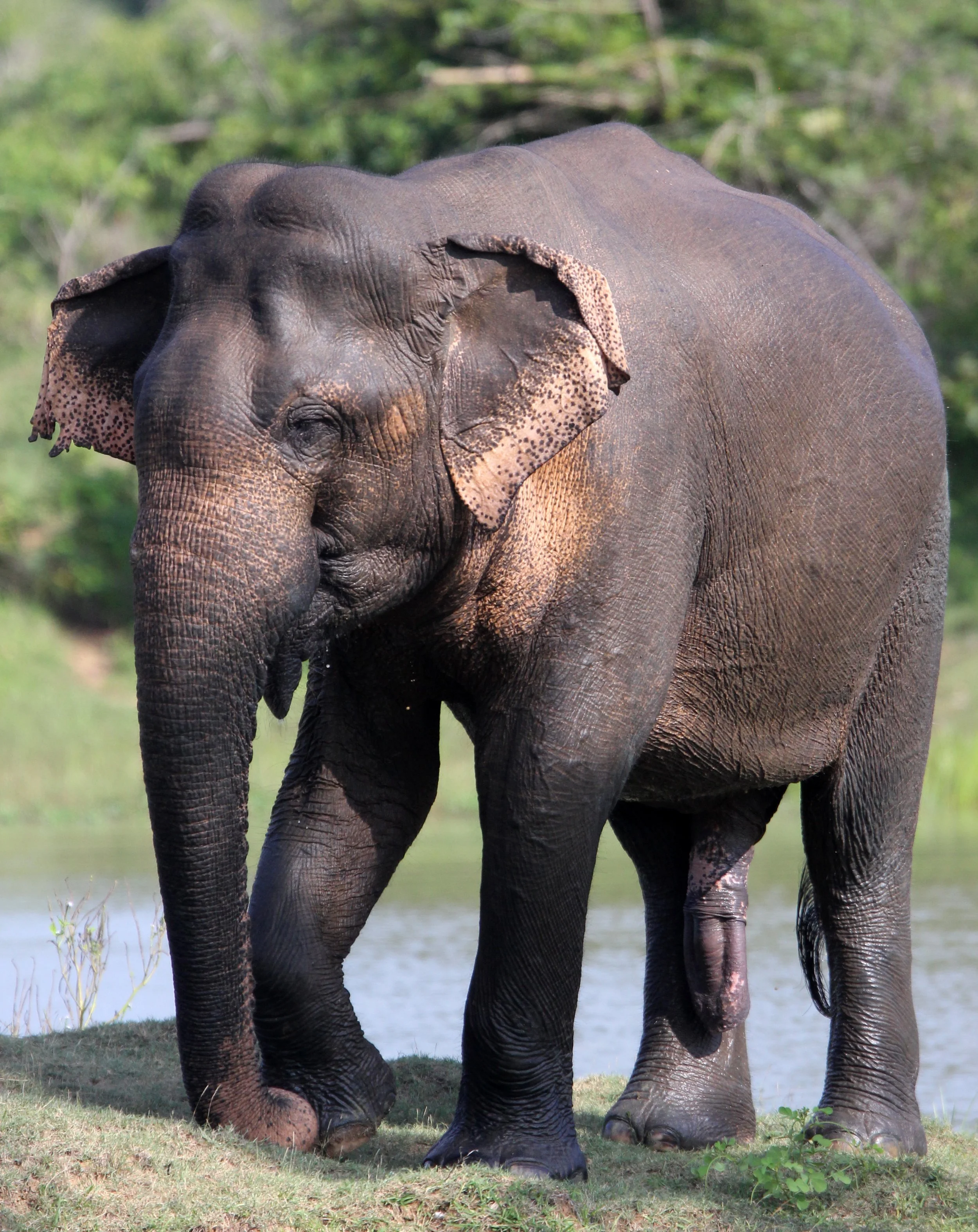 ELEPHANT - SRI LANKA ASIAN ELEPHANT - YALA NATIONAL PARK SRI LANKA (58).JPG