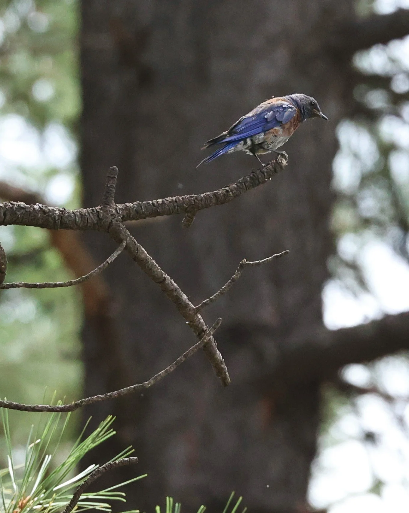 Western Bluebird (Sialia mexicana) Flagstaff Arboretum Arizona (12).jpg