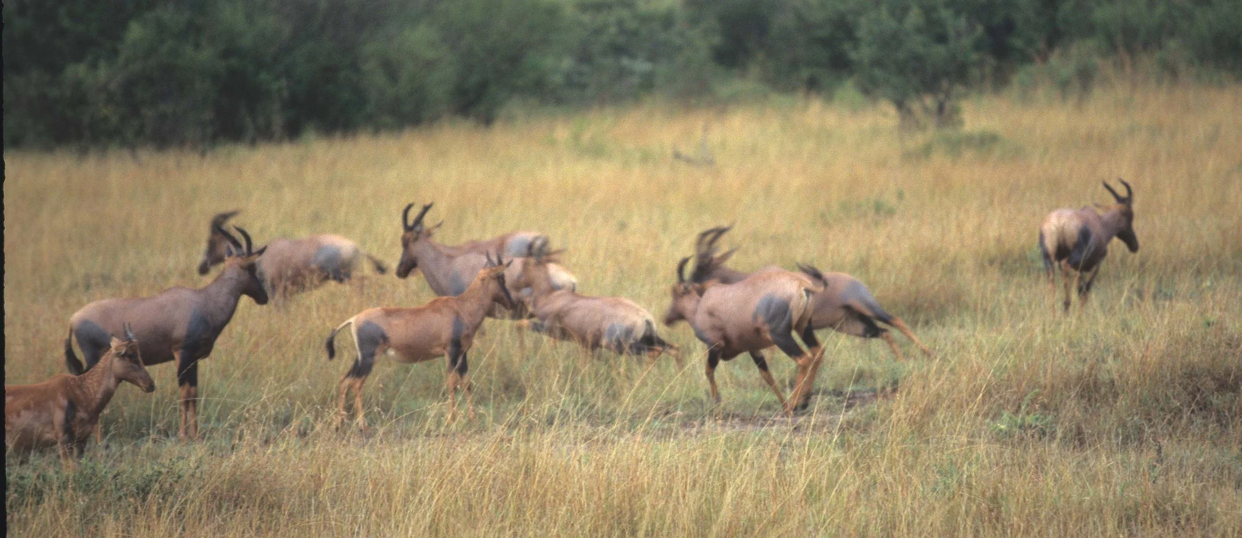 BOVID - TOPI - UGANDA.jpg