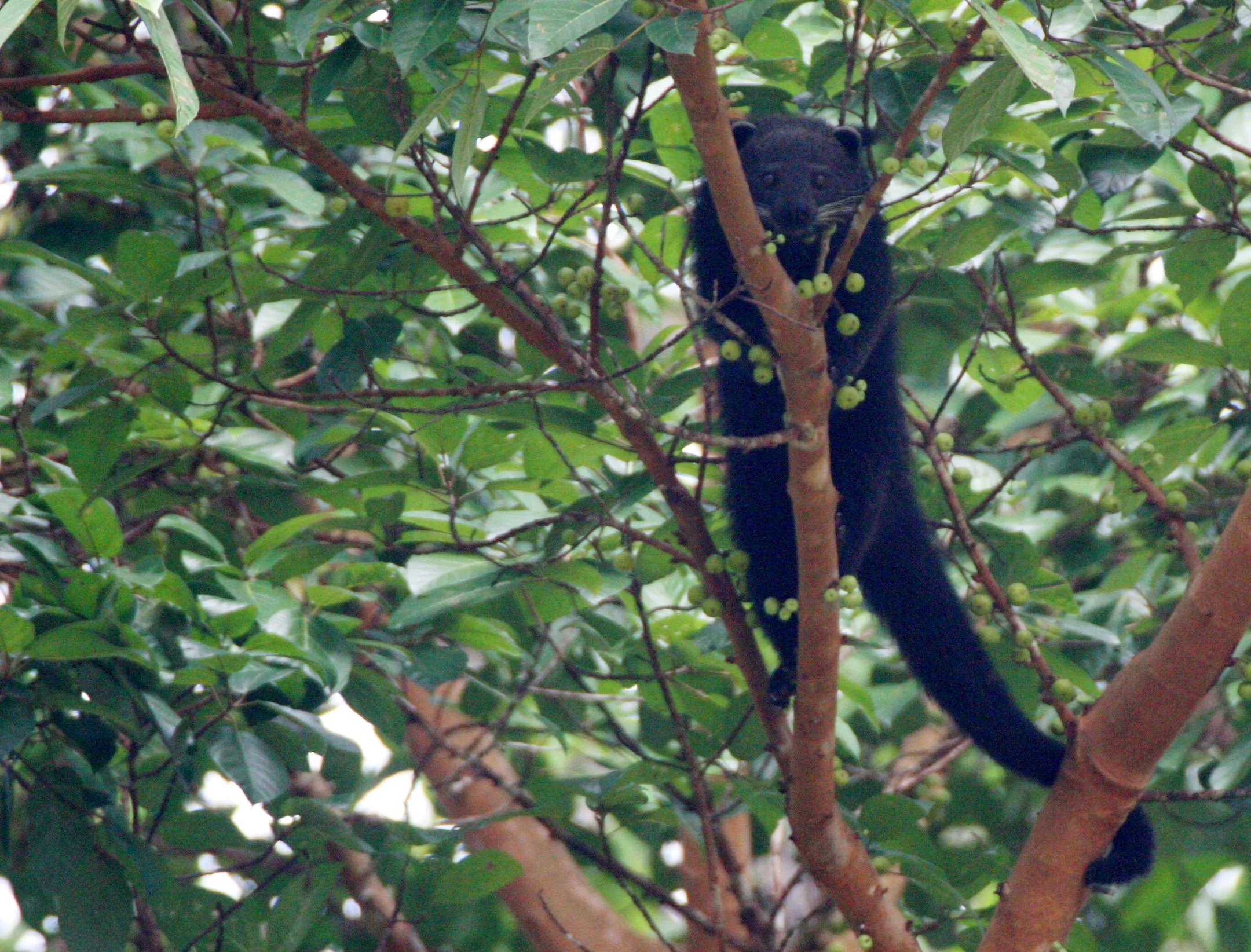 Arctictis binturong pageli -  BORNEAN BINTURONG (BEARCAT) - FEEDING ON FICUS - TABIN WILDLIFE RESERVE BORNEO (10).JPG