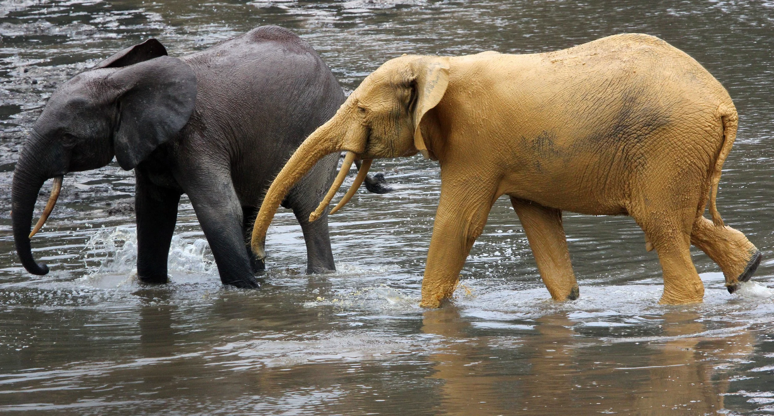 ELEPHANT - FOREST ELEPHANT - DZANGA BAI - DZANGA NDOKI NP CENTRAL AFRICAN REPUBLIC (156).JPG