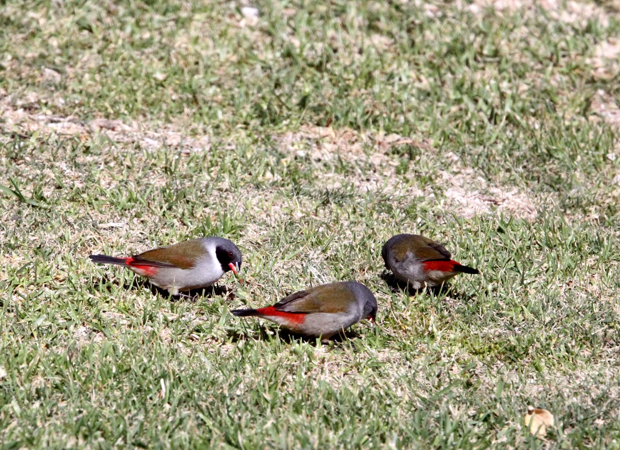 Swee Waxbill (Coccopygia melanotis) Tsitsikamma NP South Africa (8).JPG