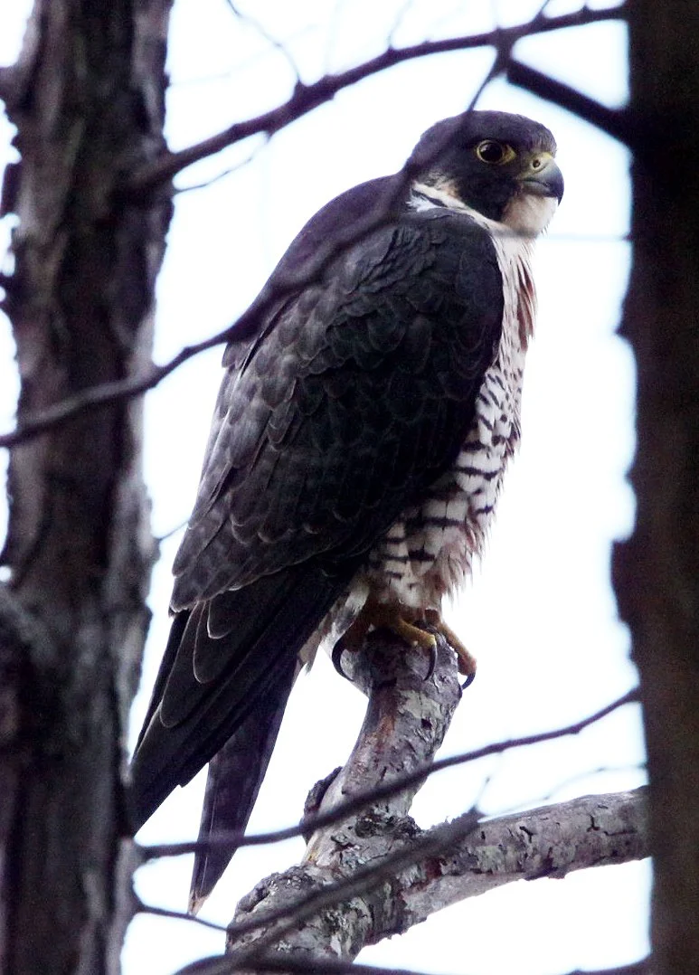 Falco peregrinus pealei - PEALE'S PEREGRINE FALCON - LAKE FARM BLUFFS WA (16).JPG