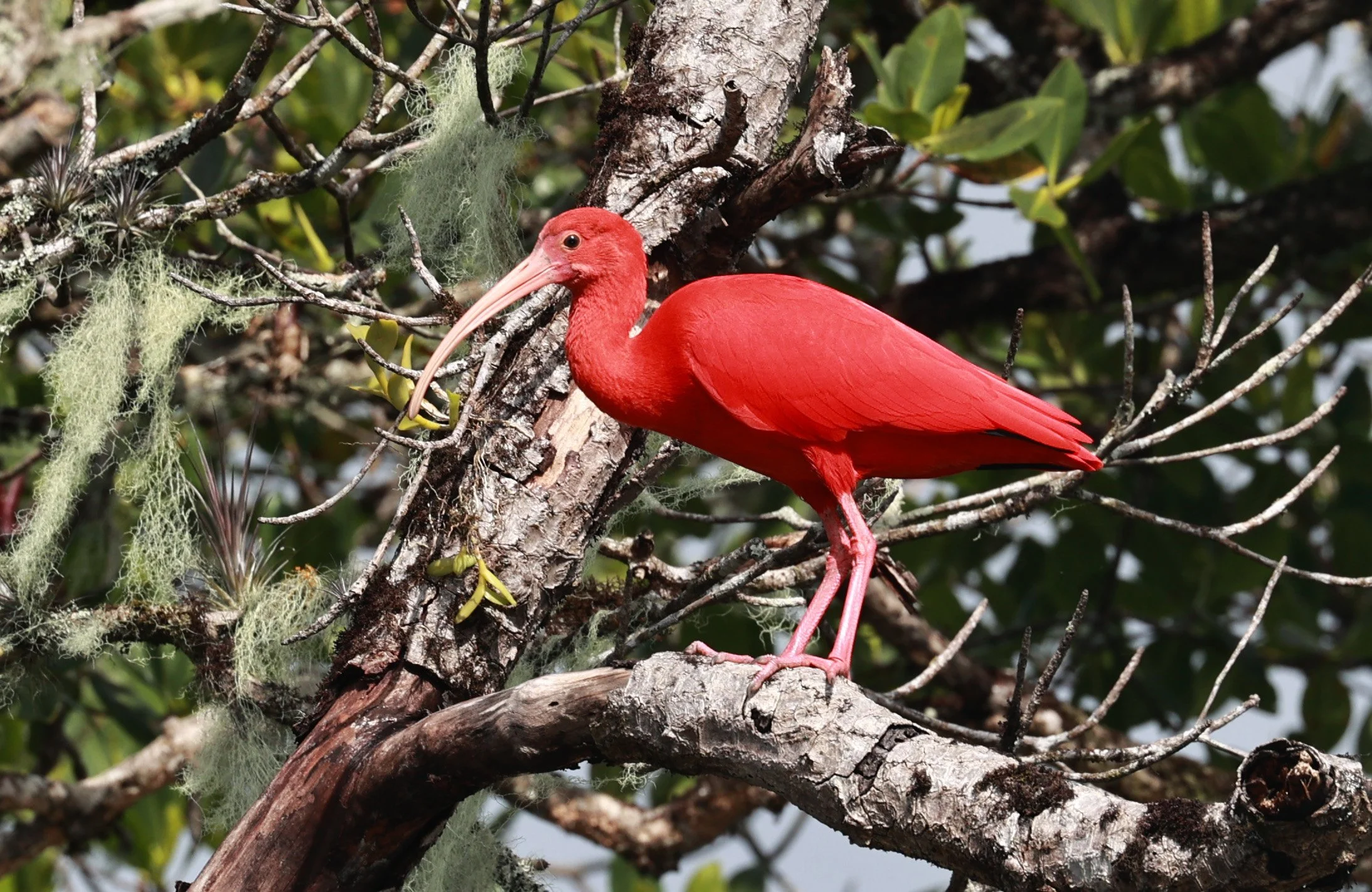 Scarlet Ibis (Eudocimus ruber) Superagüi National Park, Brazil (27).jpg