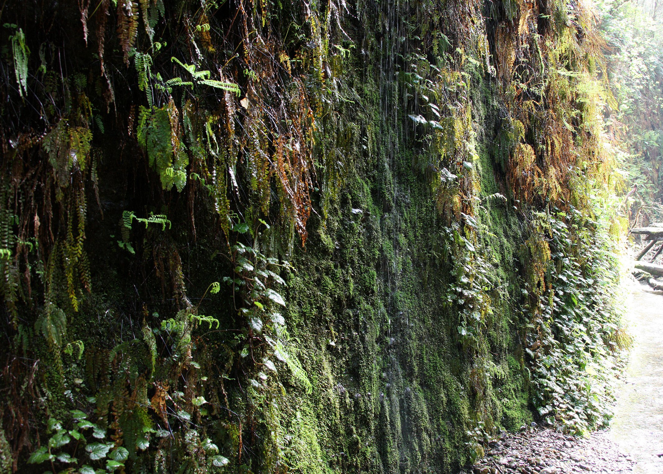PRAIRIE CREEK STATE PARK CALIFORNIA - FERN CANYON (9).JPG